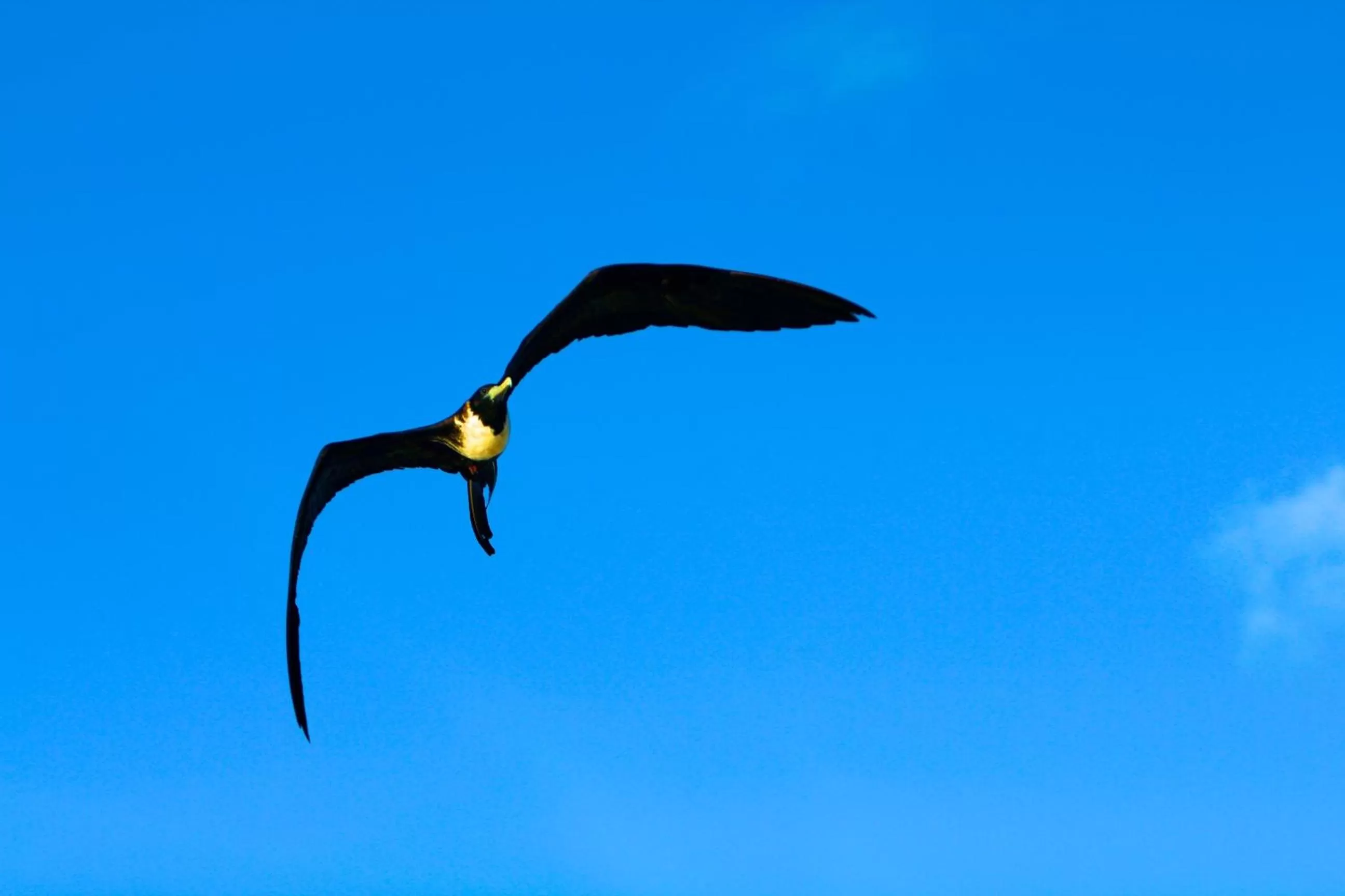 Hiking, Other Animals in Hostal Cabañas Don Jorge