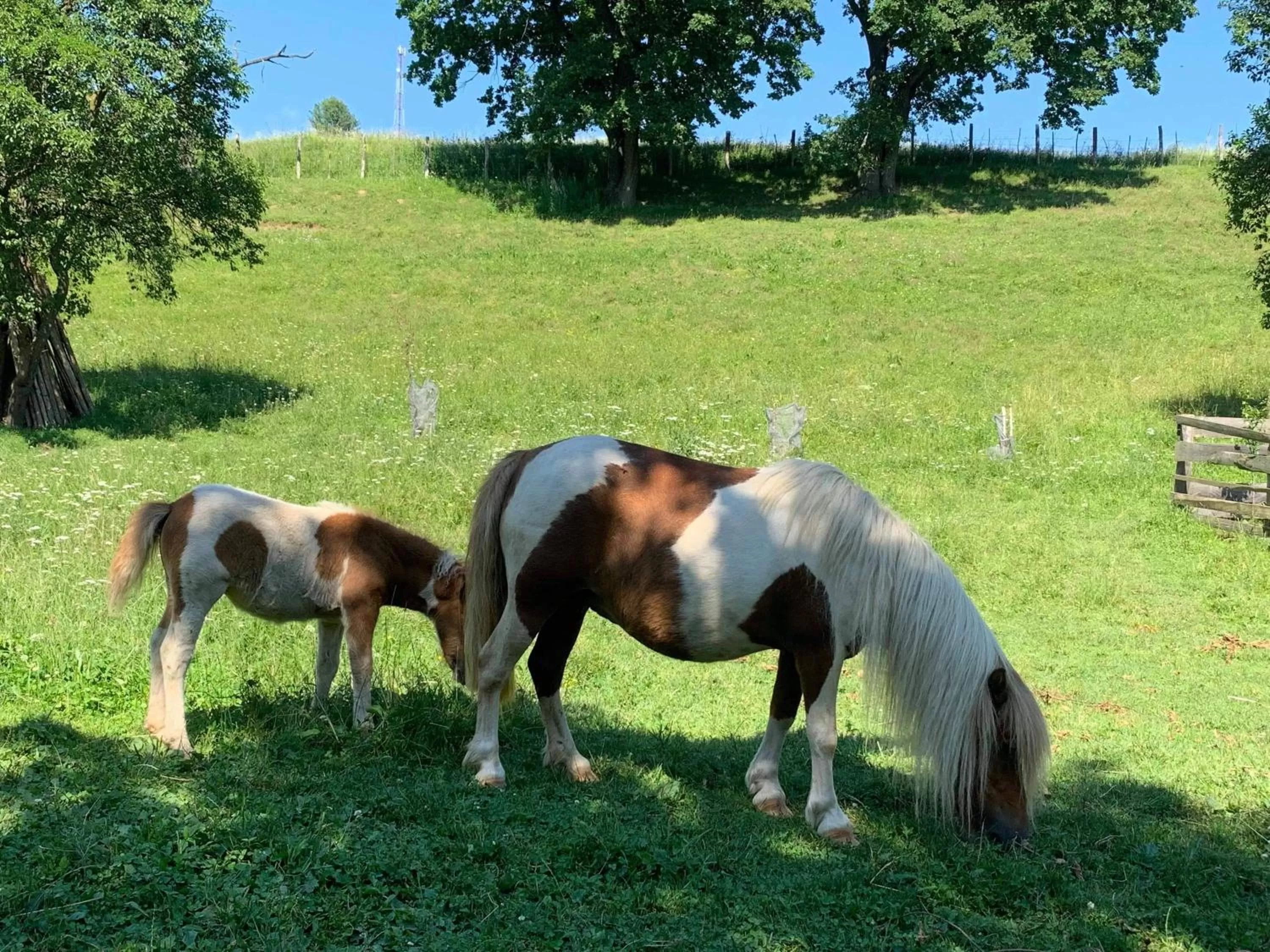 Day, Other Animals in Pensiunea SilvAnka