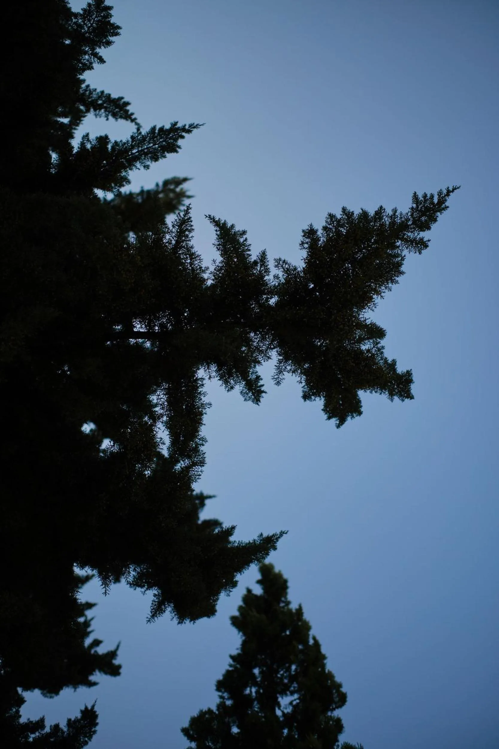 Garden in Prinsotel Mal Pas - Adults Only