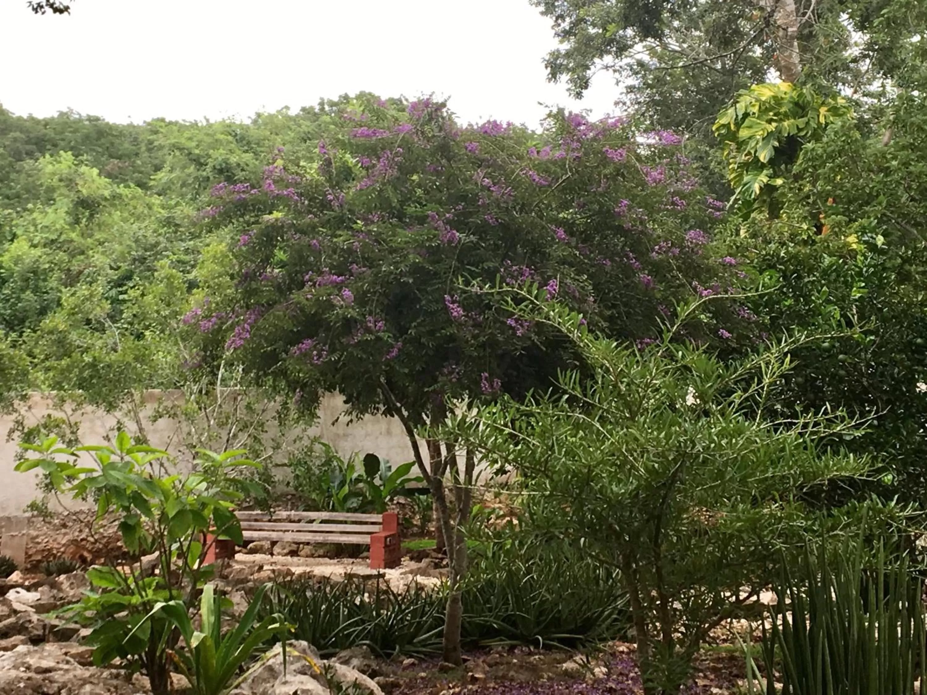 Garden in The Pickled Onion Eco-Boutique B&B