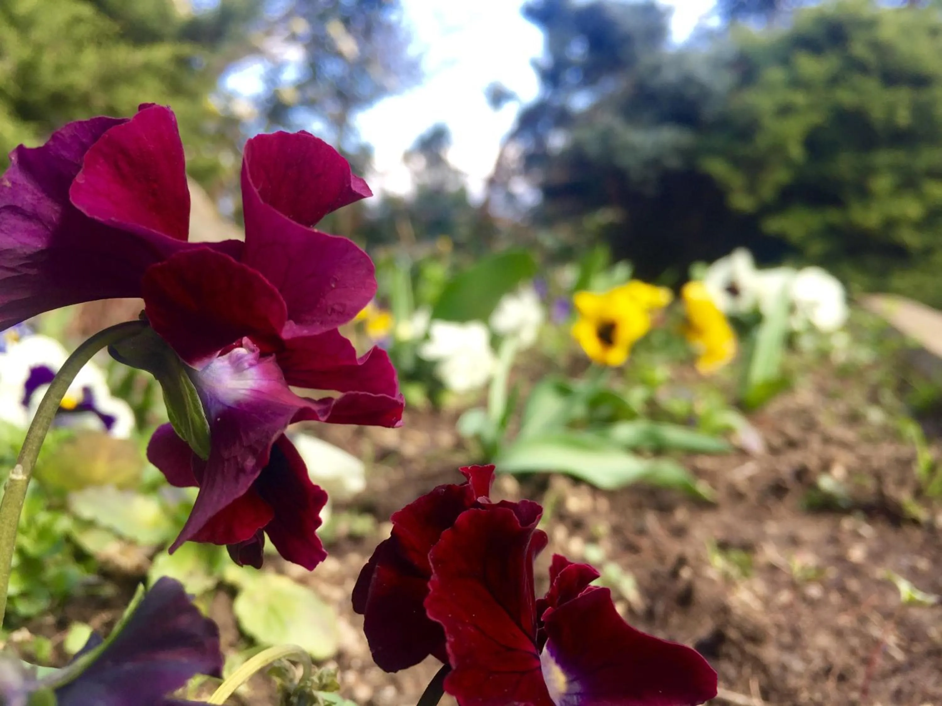 Garden in Hotel i Ciliegi