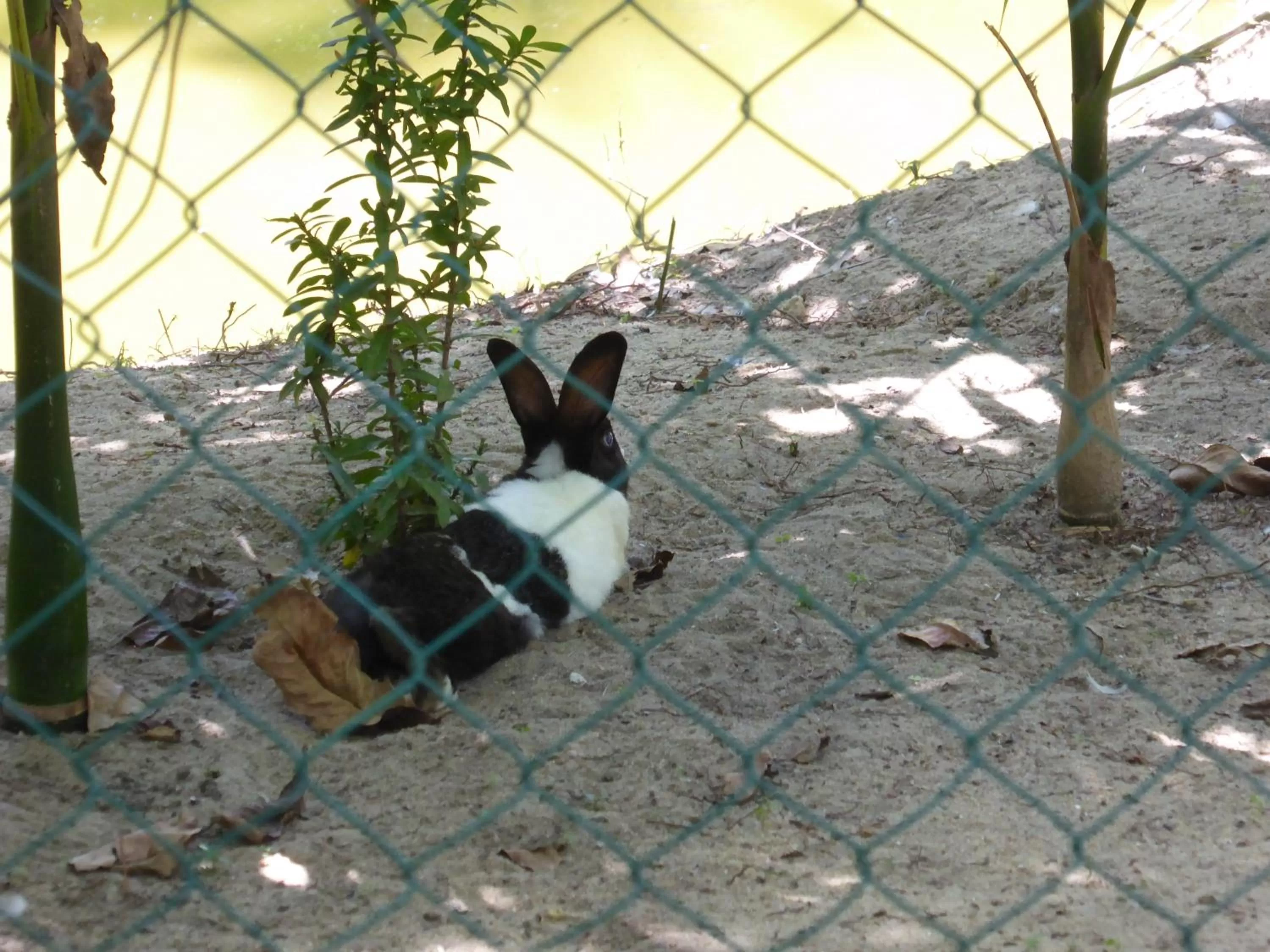 Animals in Riviera Resort