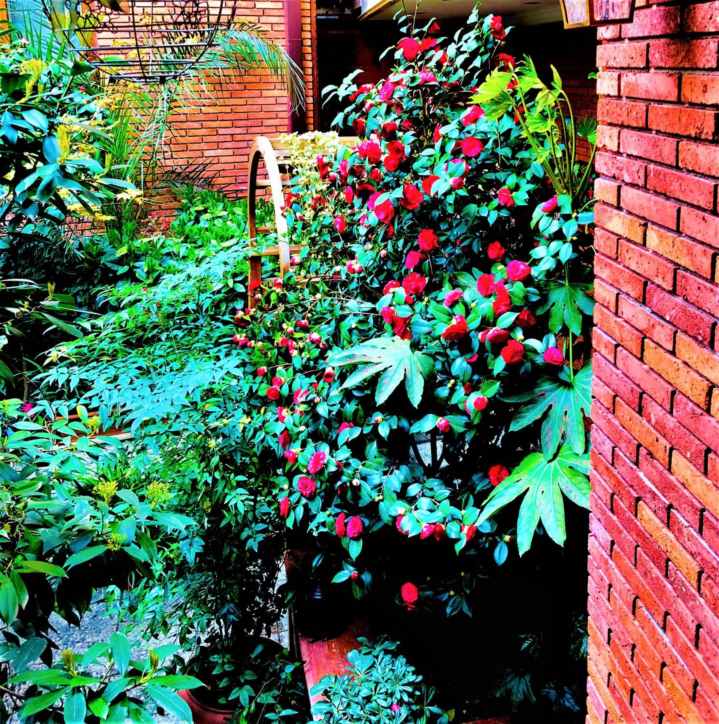 Garden view in Hotel British House