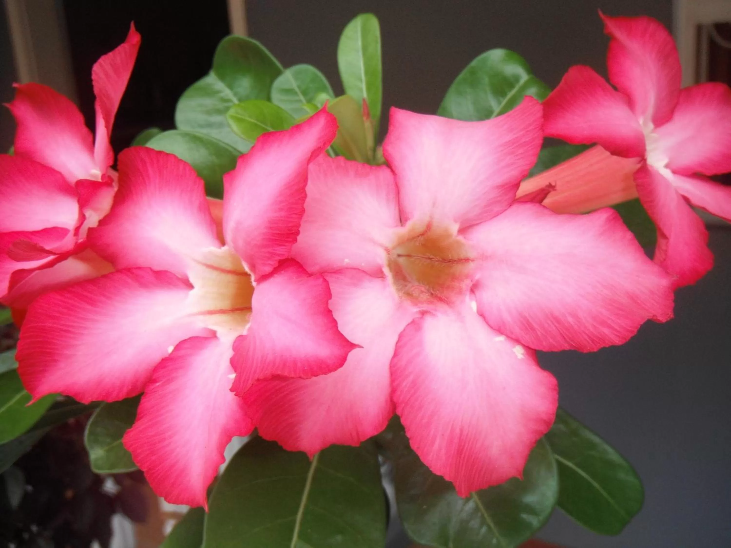 Garden in Classique International in Dominica