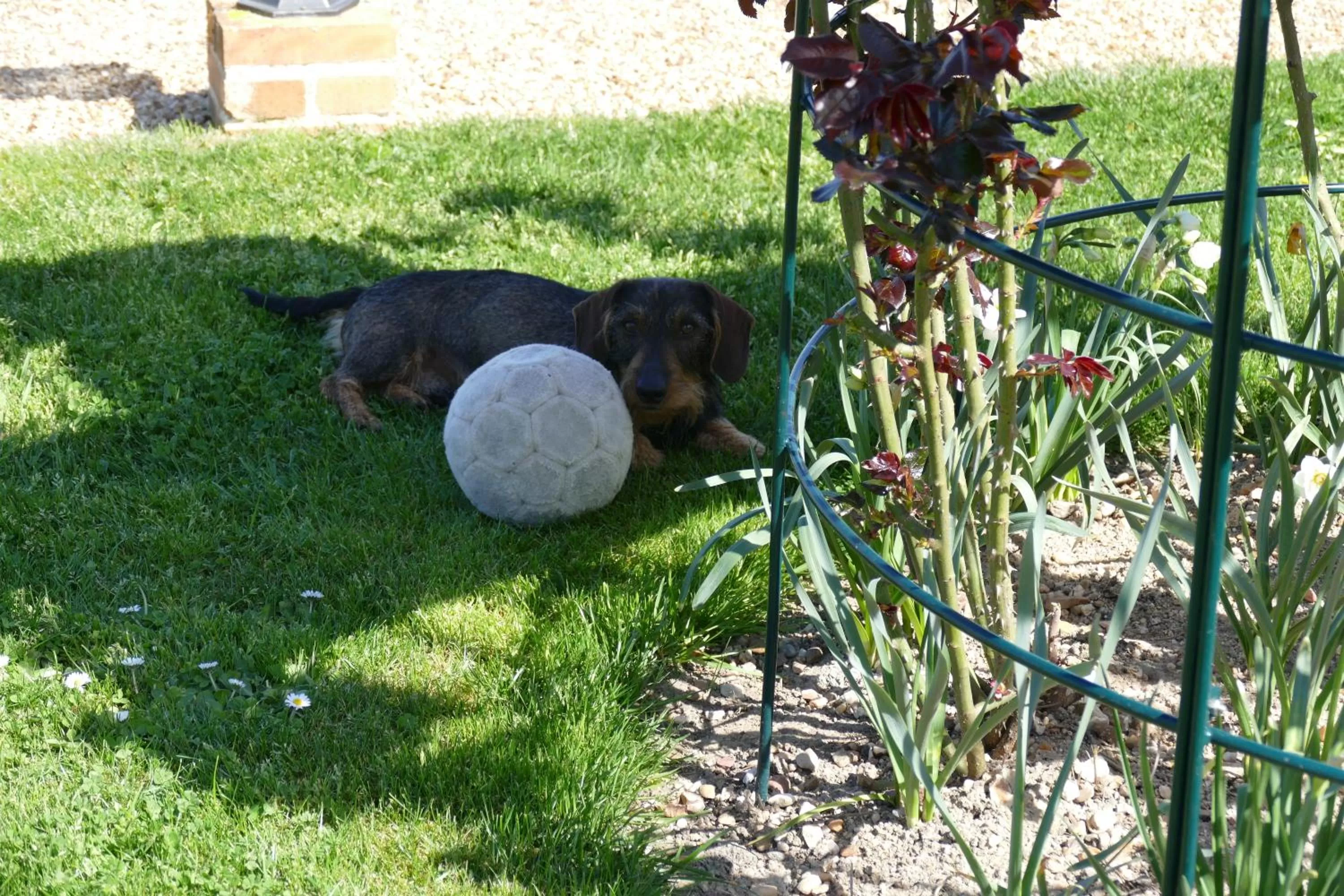 Pets, Other Animals in Le Clos des Perraudières