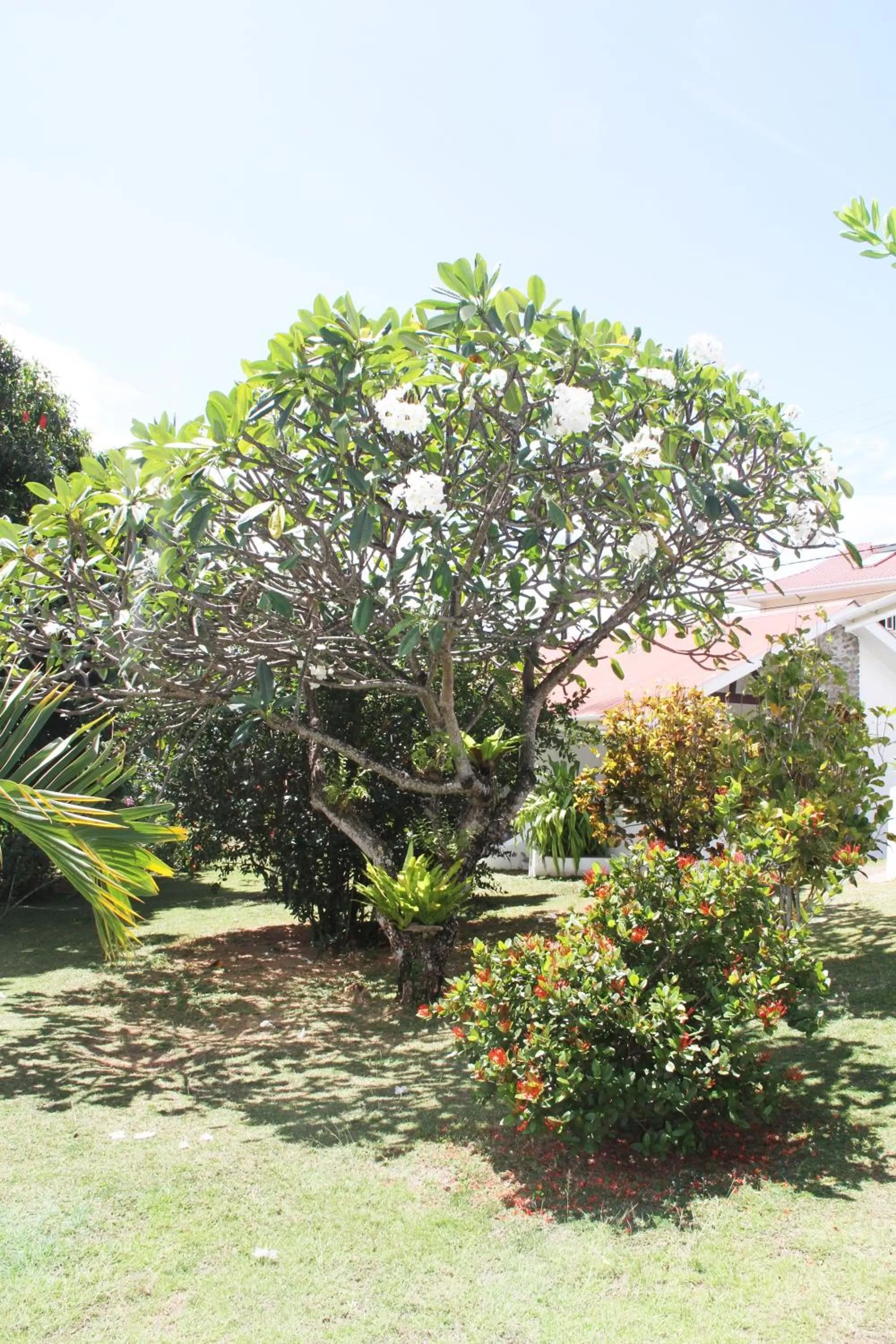 Garden in Daniella's Bungalows