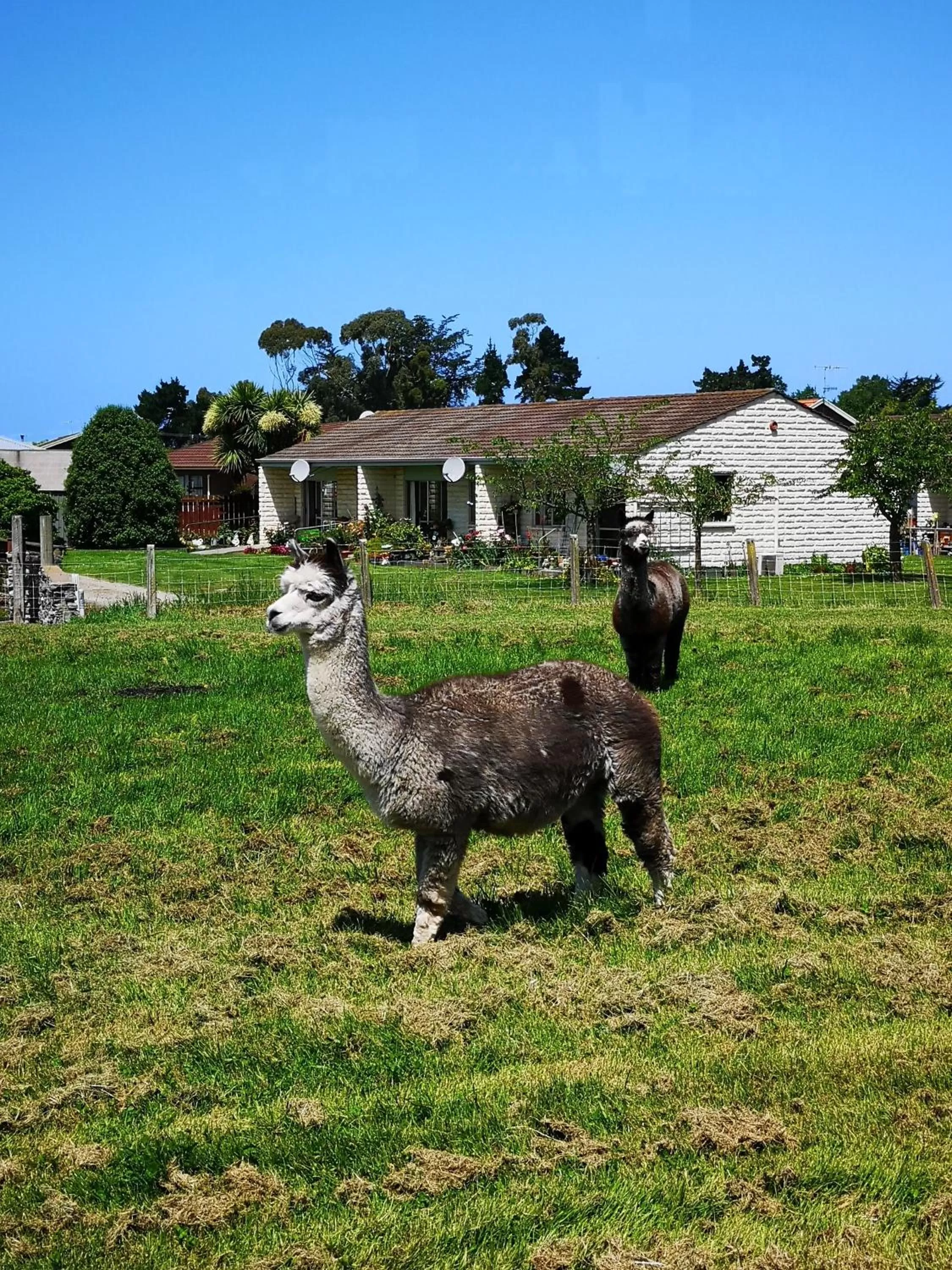 Animals in Colonial Lodge Motel
