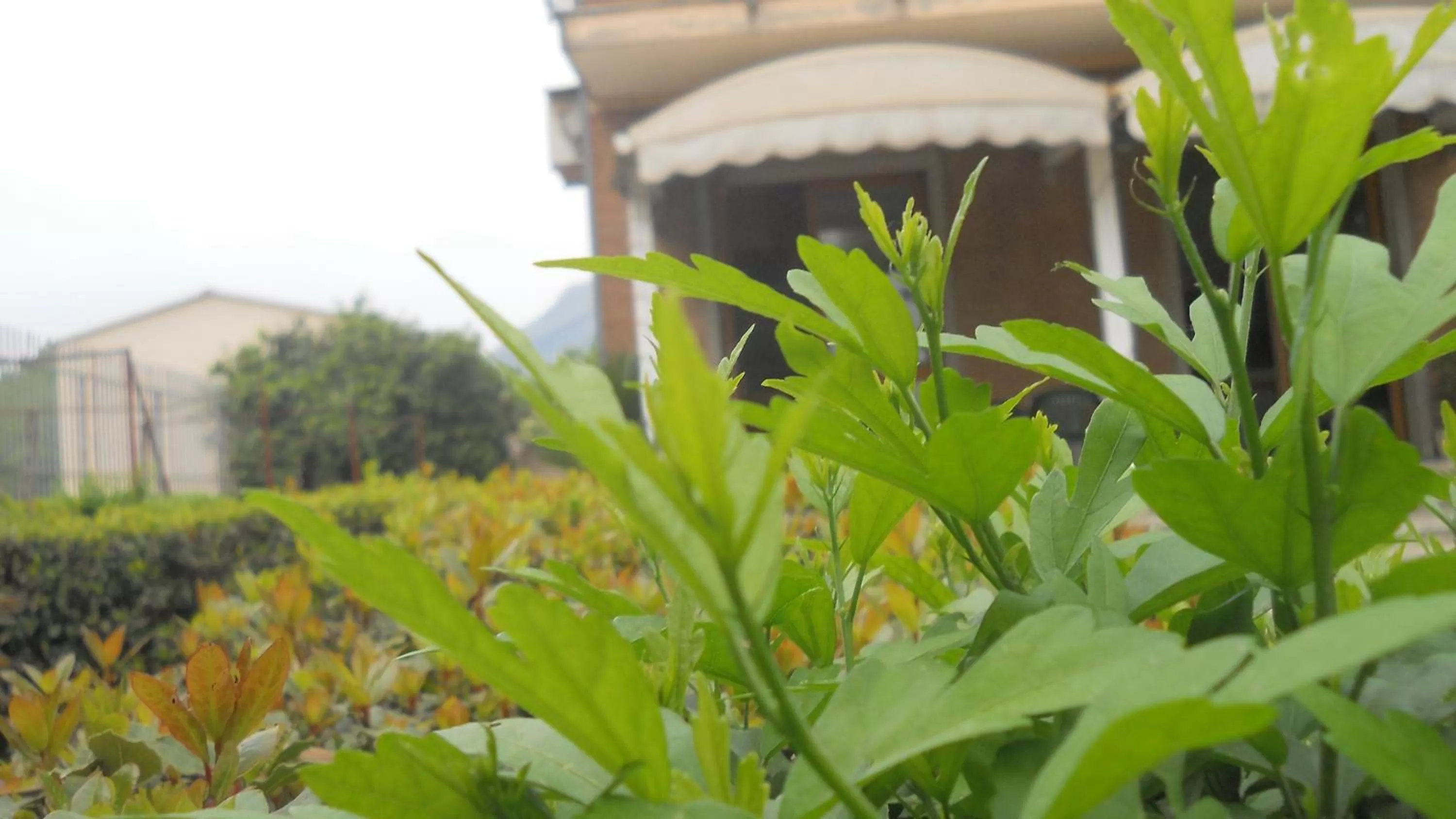 Facade/entrance in Hotel Diana