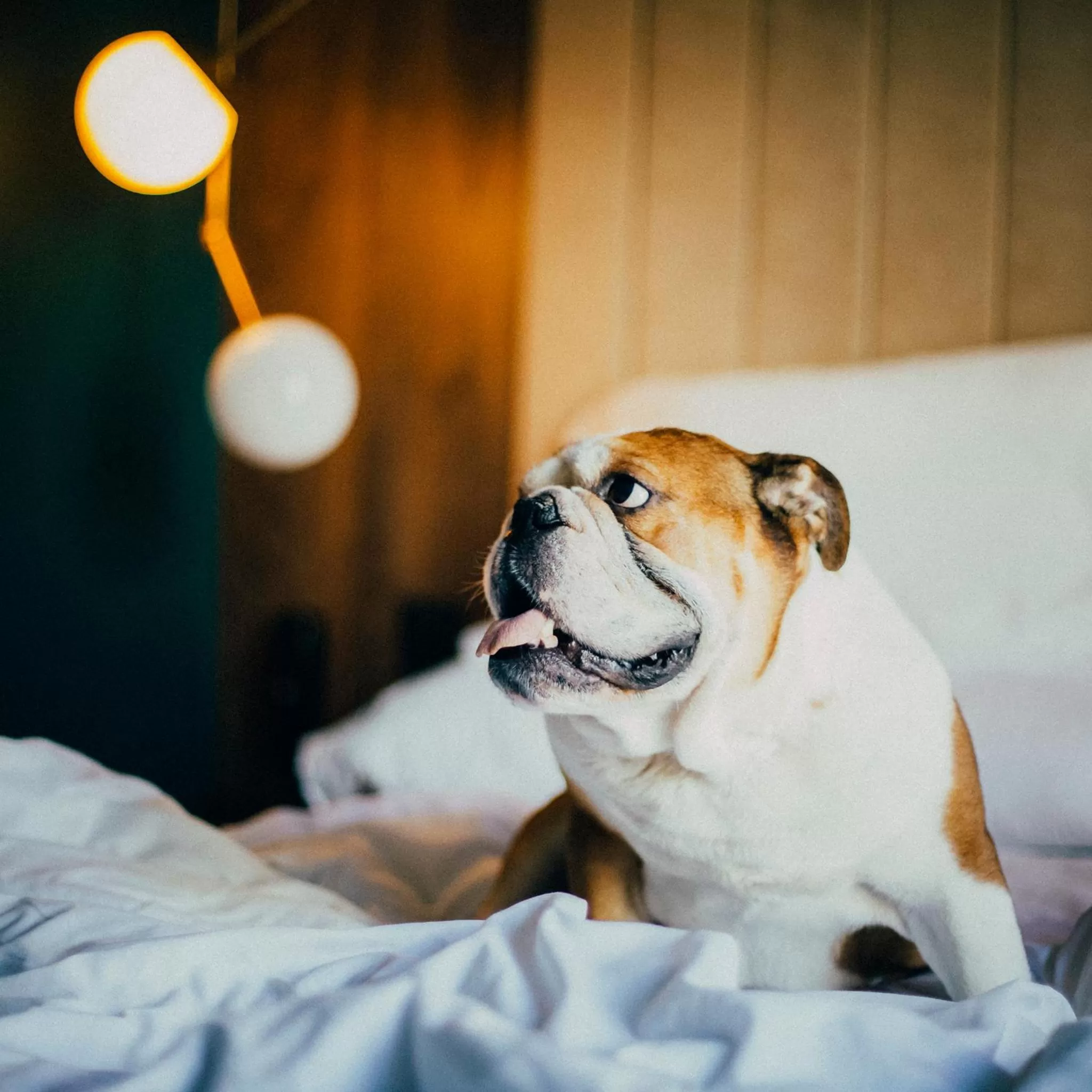 Animals, Bed in ICON Wipton