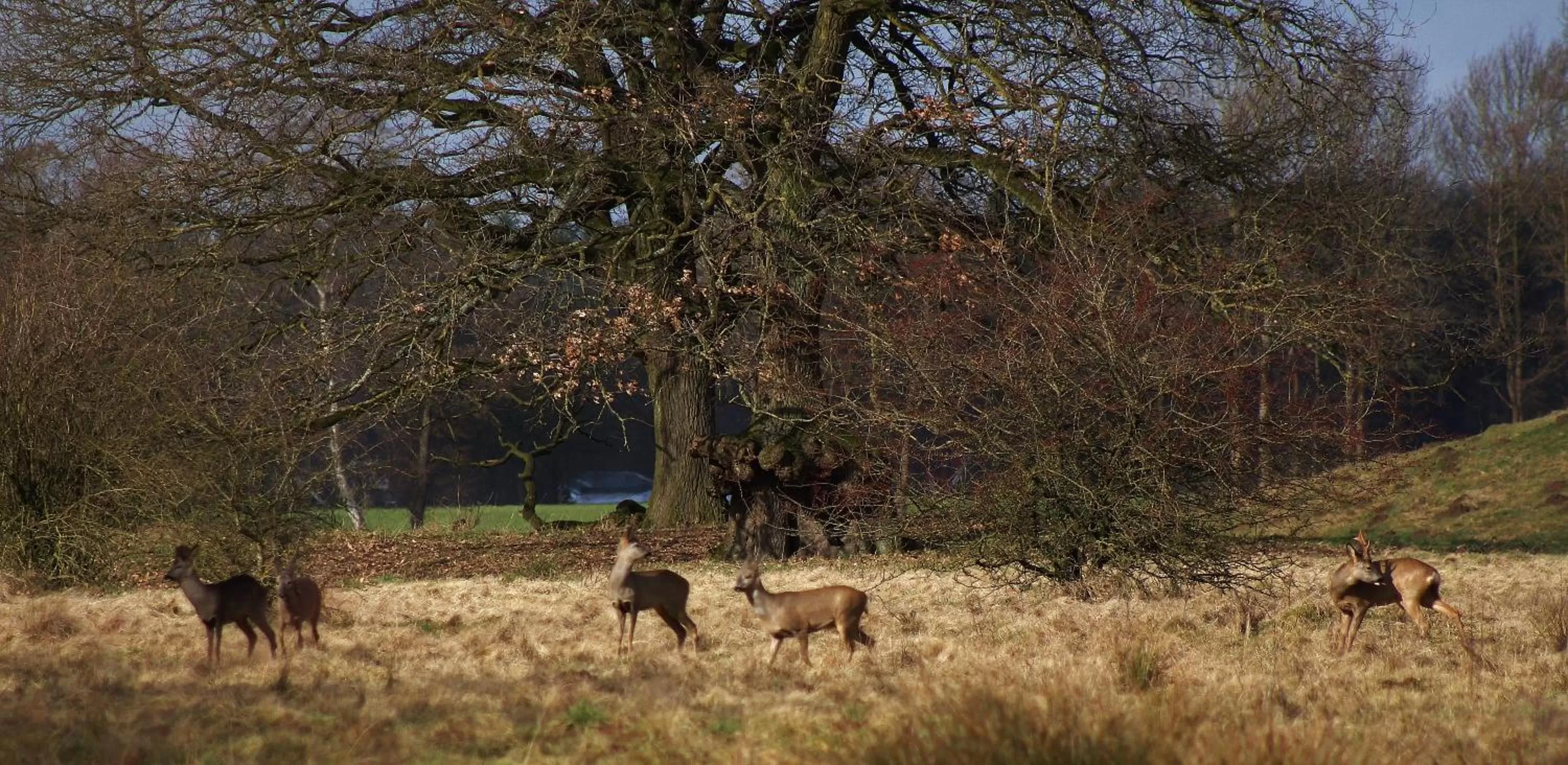 Natural landscape in Brinkesdiek