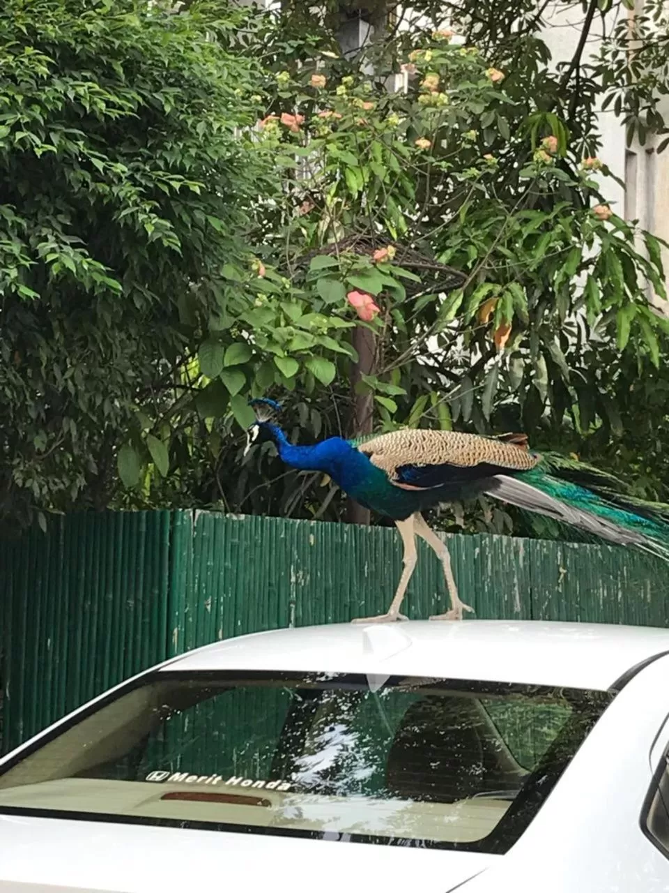 Animals in Homestay Chateau 39