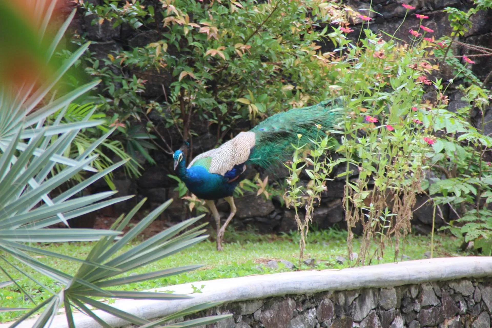Garden, Other Animals in The Spice House Mirissa