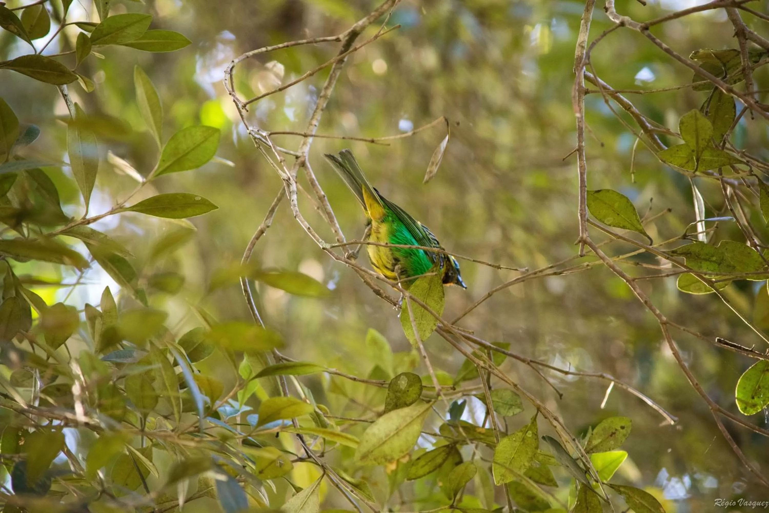 Natural landscape, Other Animals in Pousada Ricanto Amore Mio