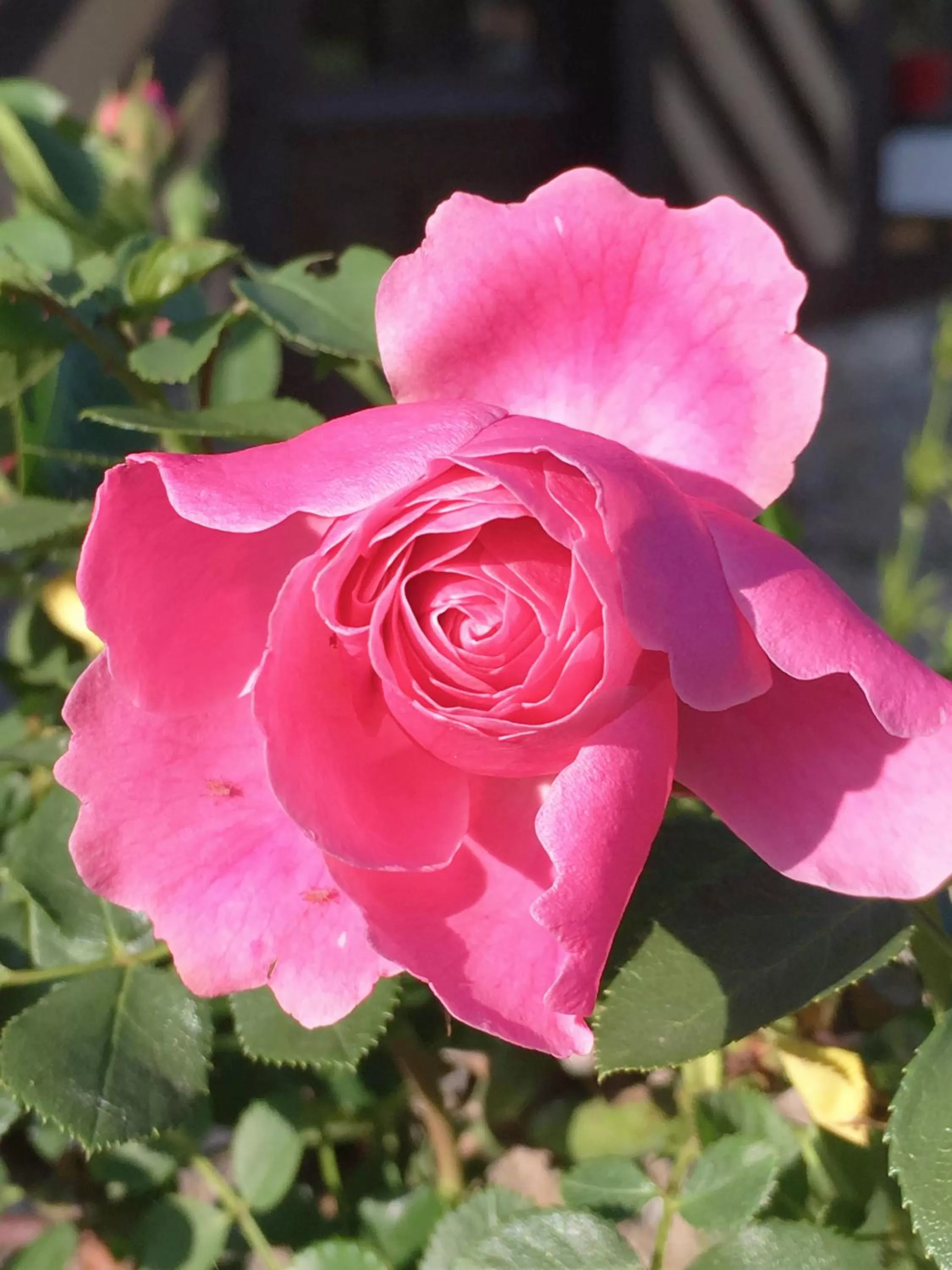 Garden in La Romance et la Romanesque