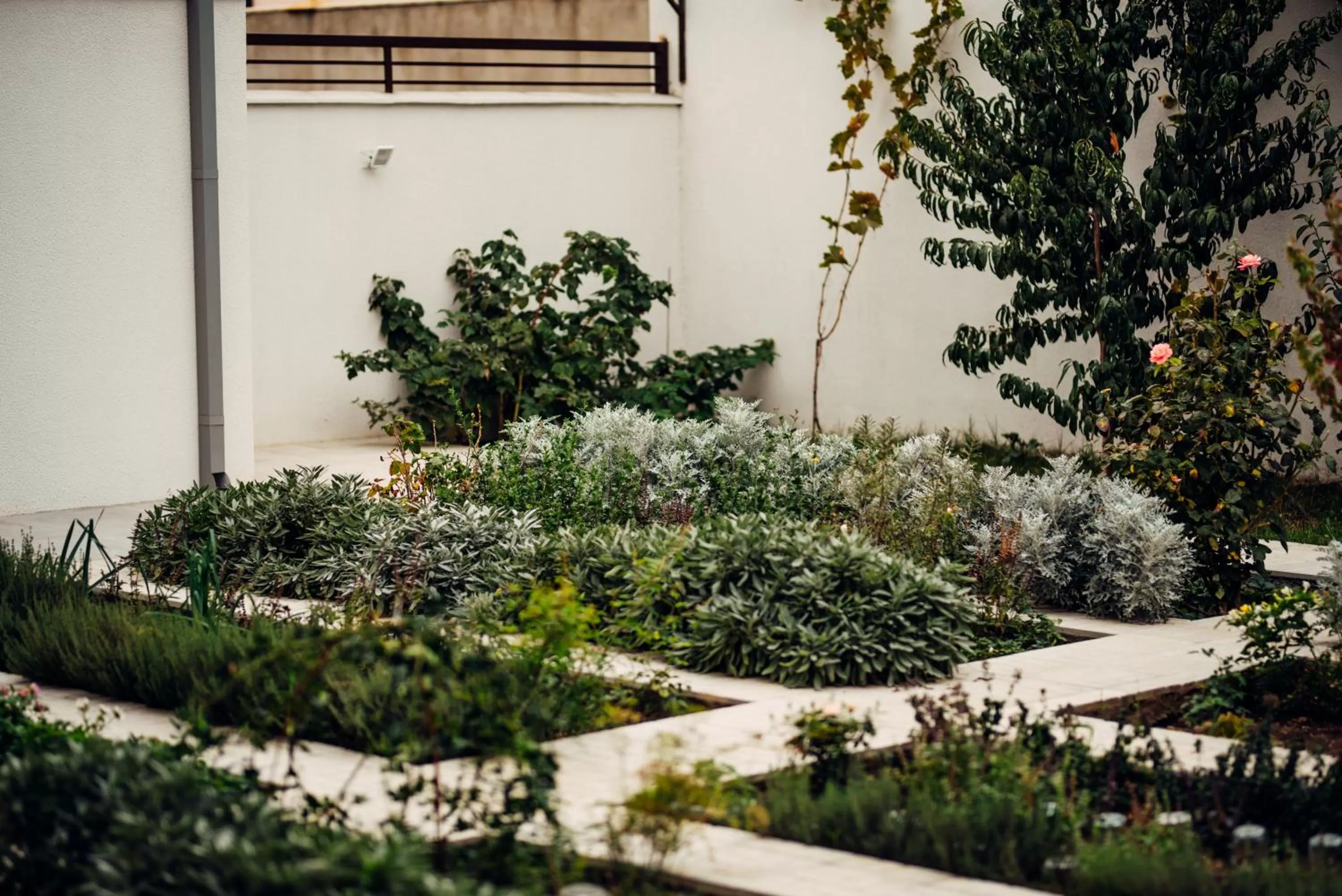Garden in Veronika Home Tbilisi