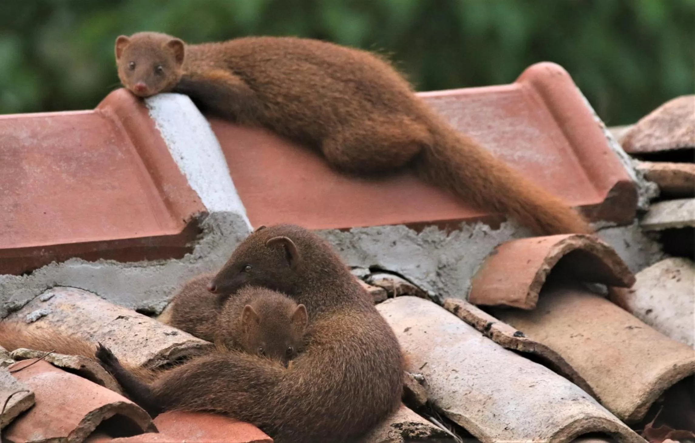 Animals, Other Animals in The Spice House Mirissa
