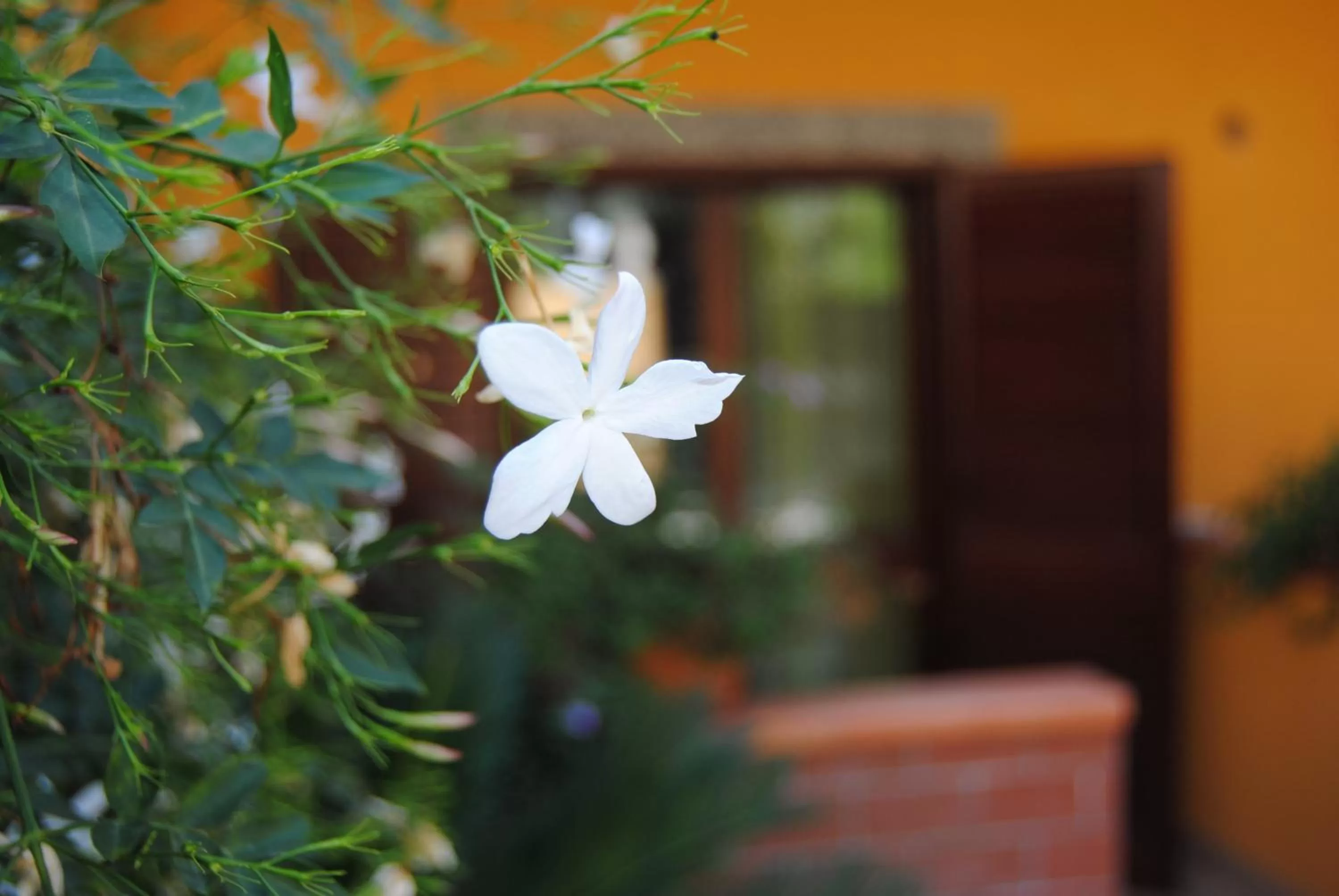 Garden in Residence Villa Il Glicine