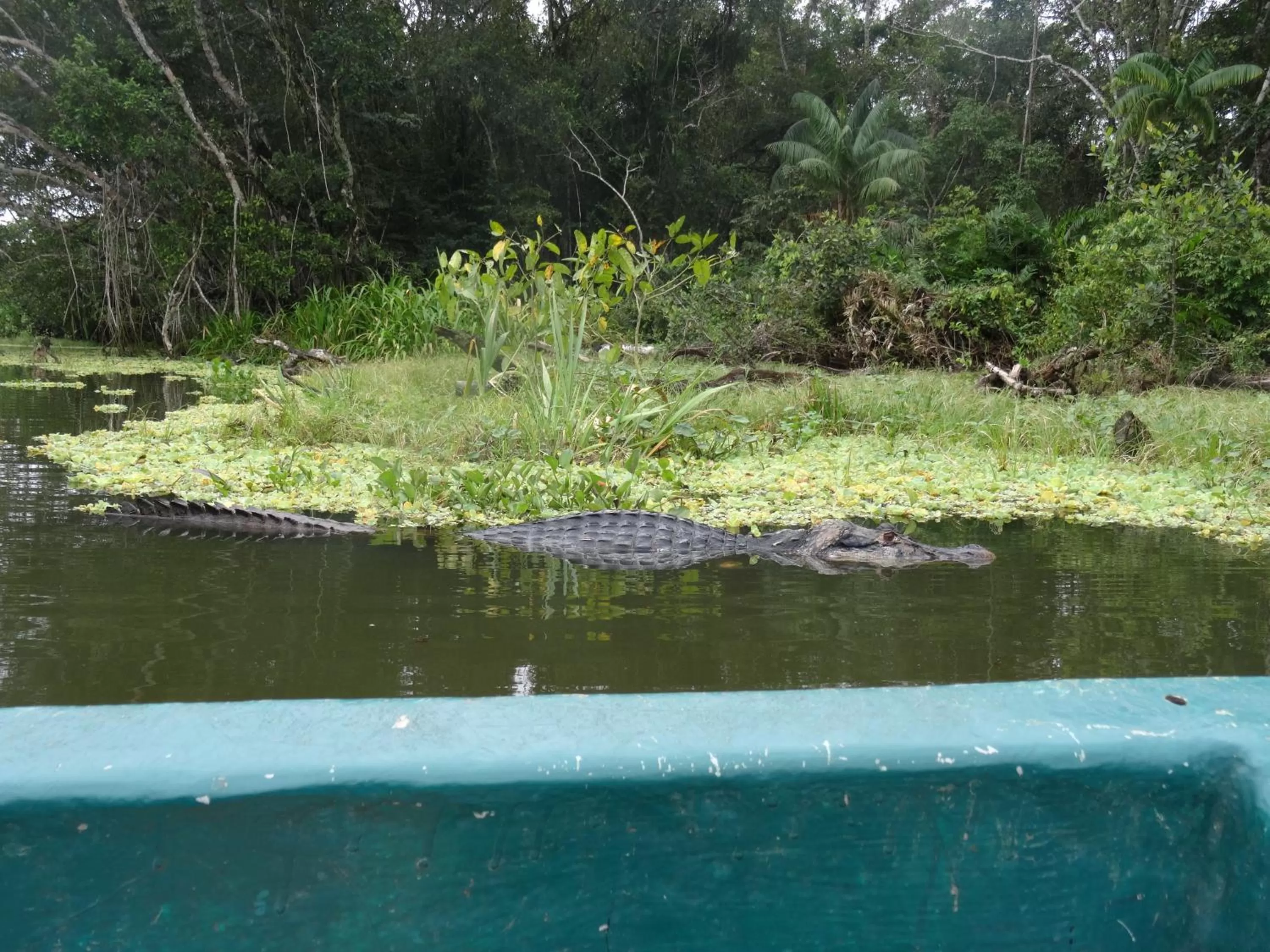 Natural landscape in Hostal Limoncocha