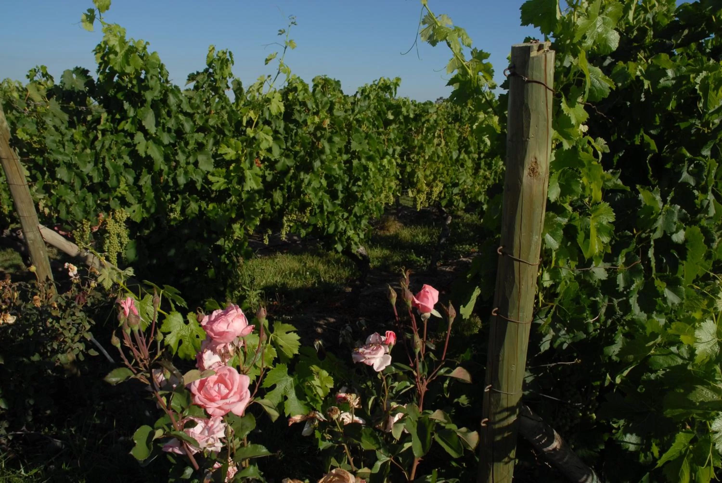 Garden in Hotel Terraviña
