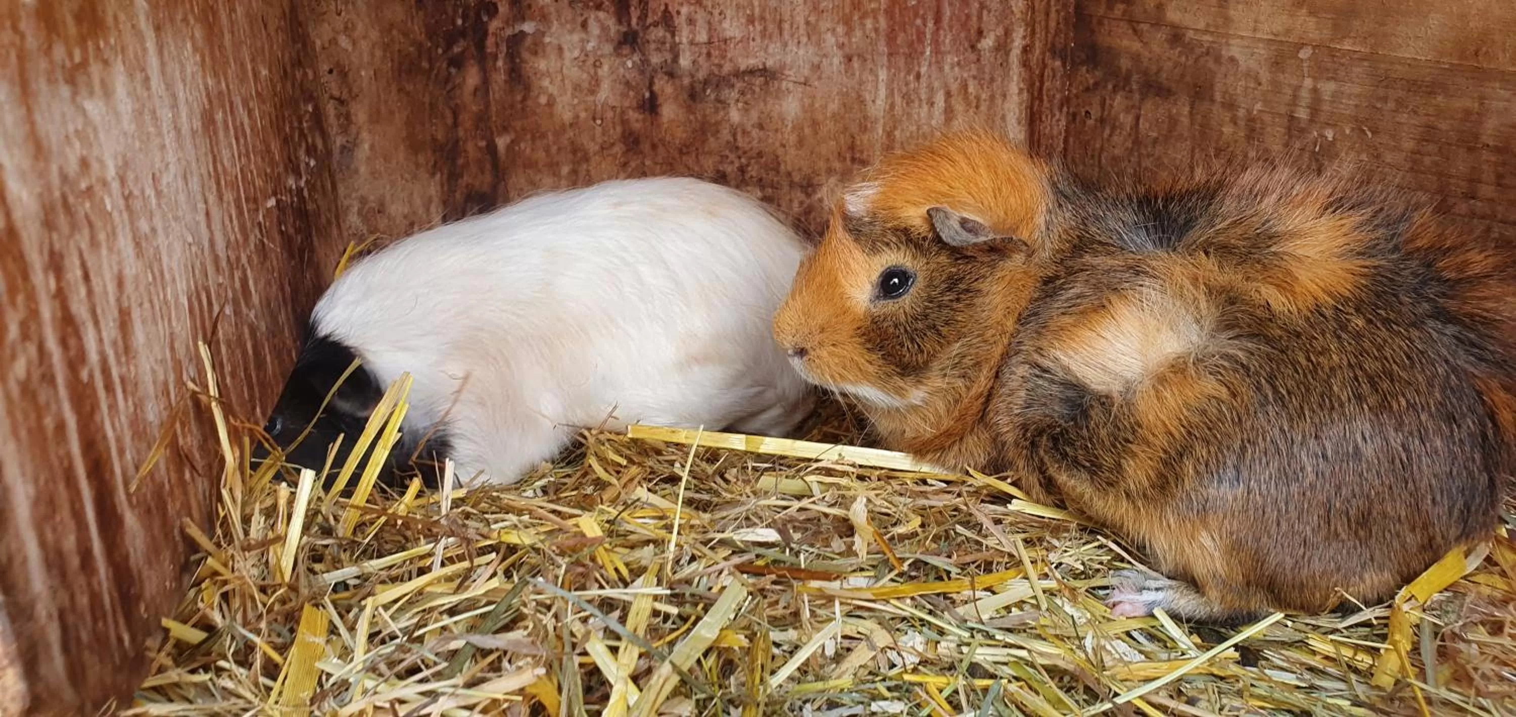 Animals in Hotel Lugsteinhof
