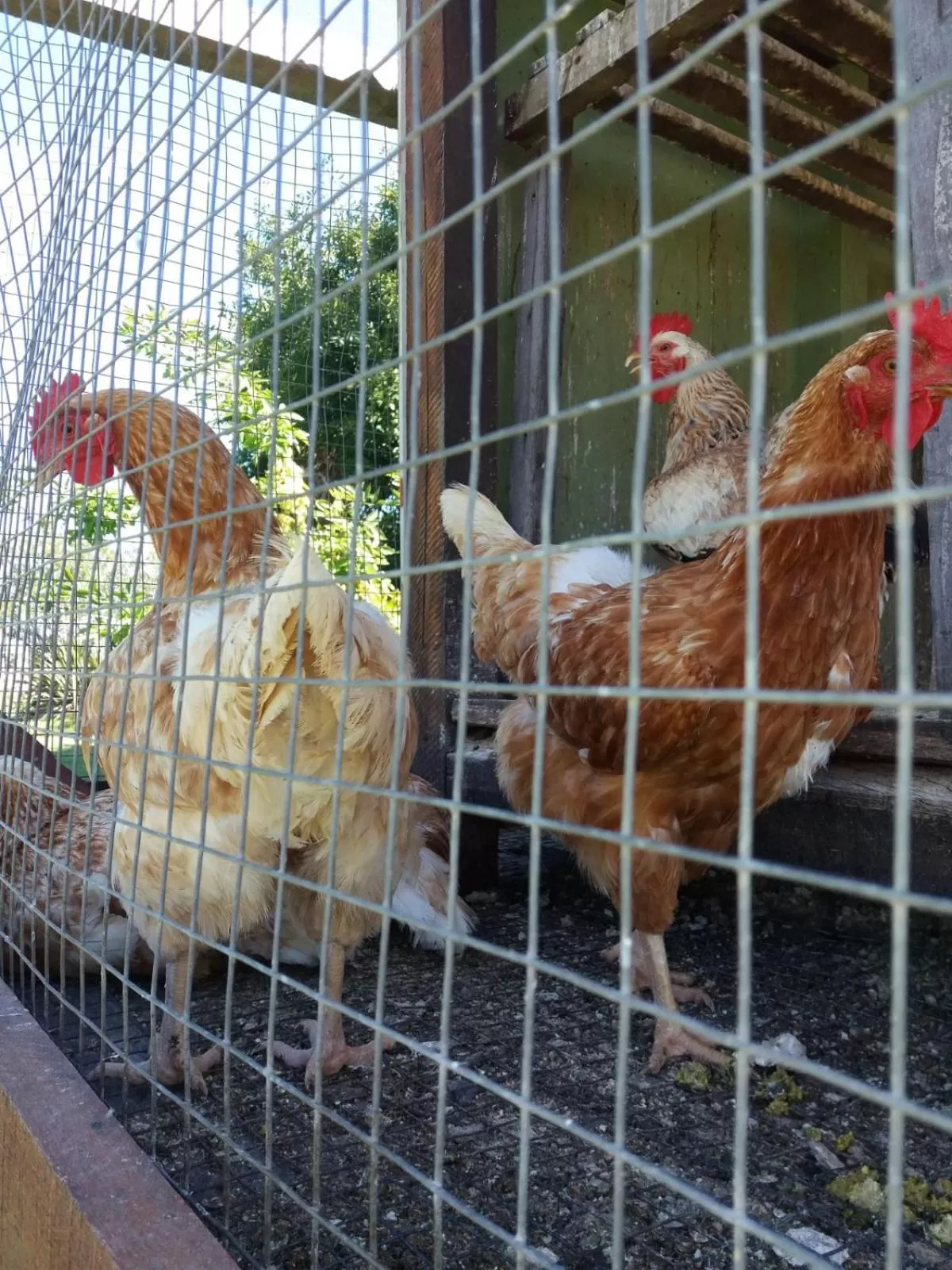 Animals in Estancia Renacimiento