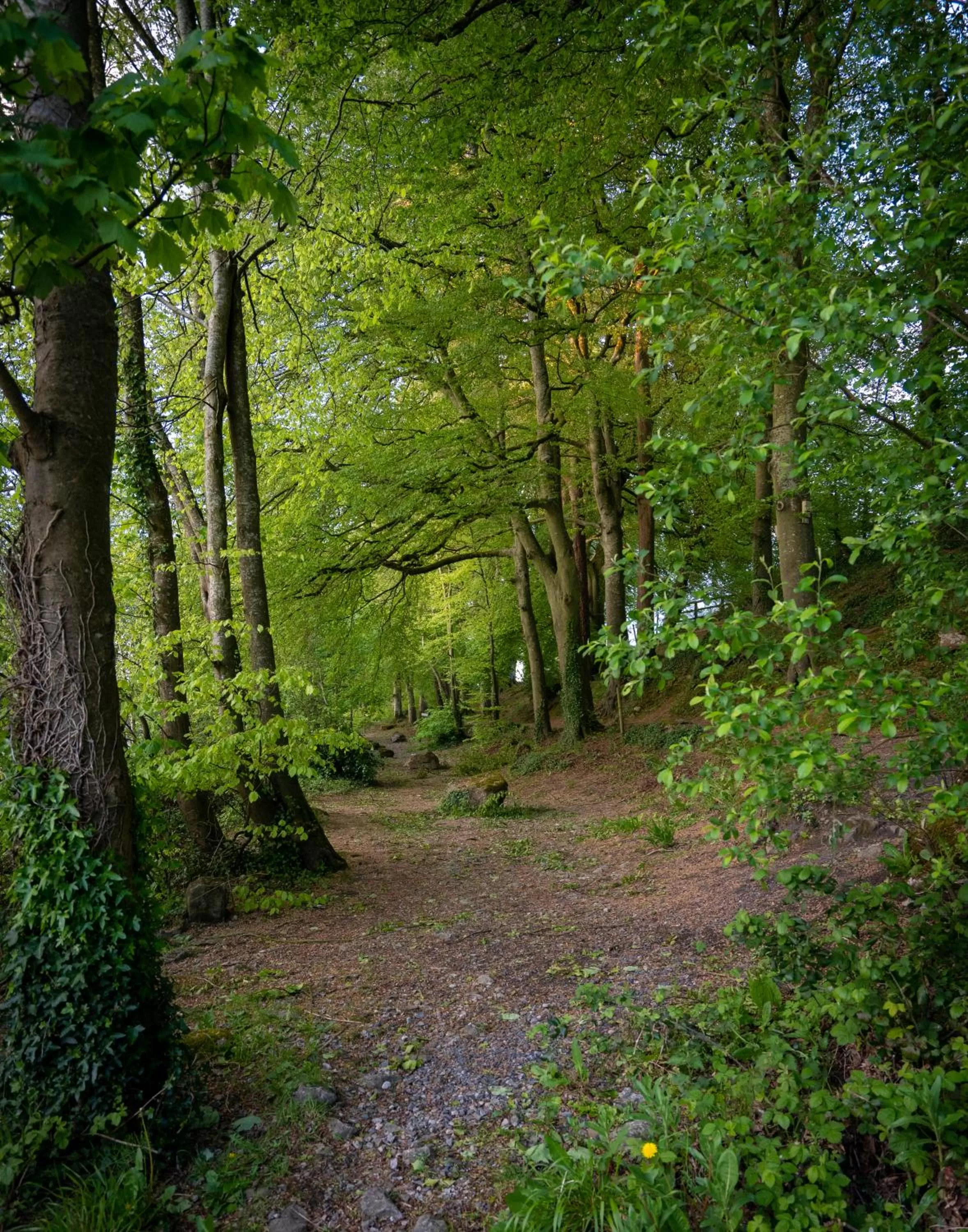 Natural landscape in Castle Oaks House Hotel
