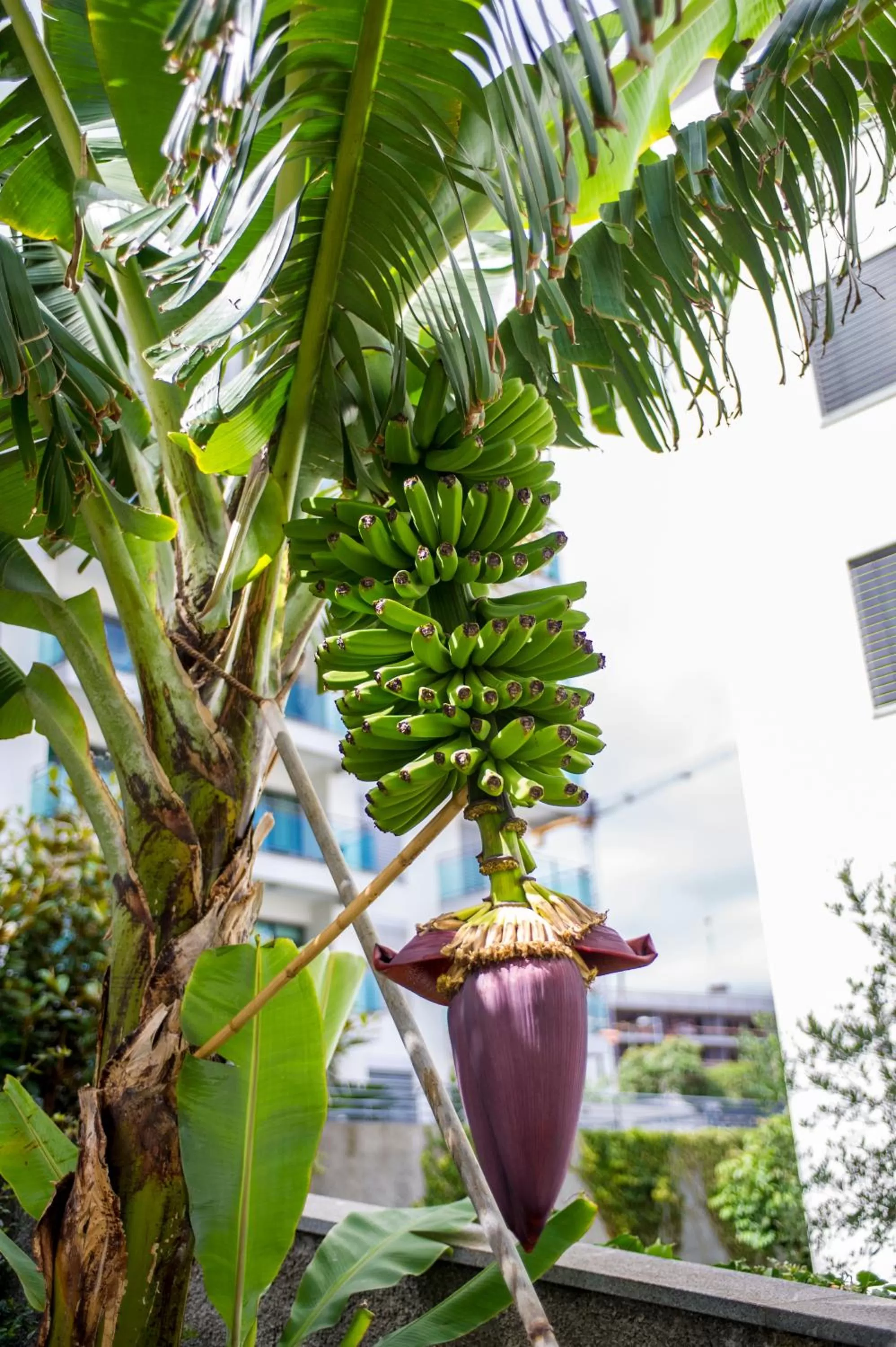 Garden in Estrelicia Hotel