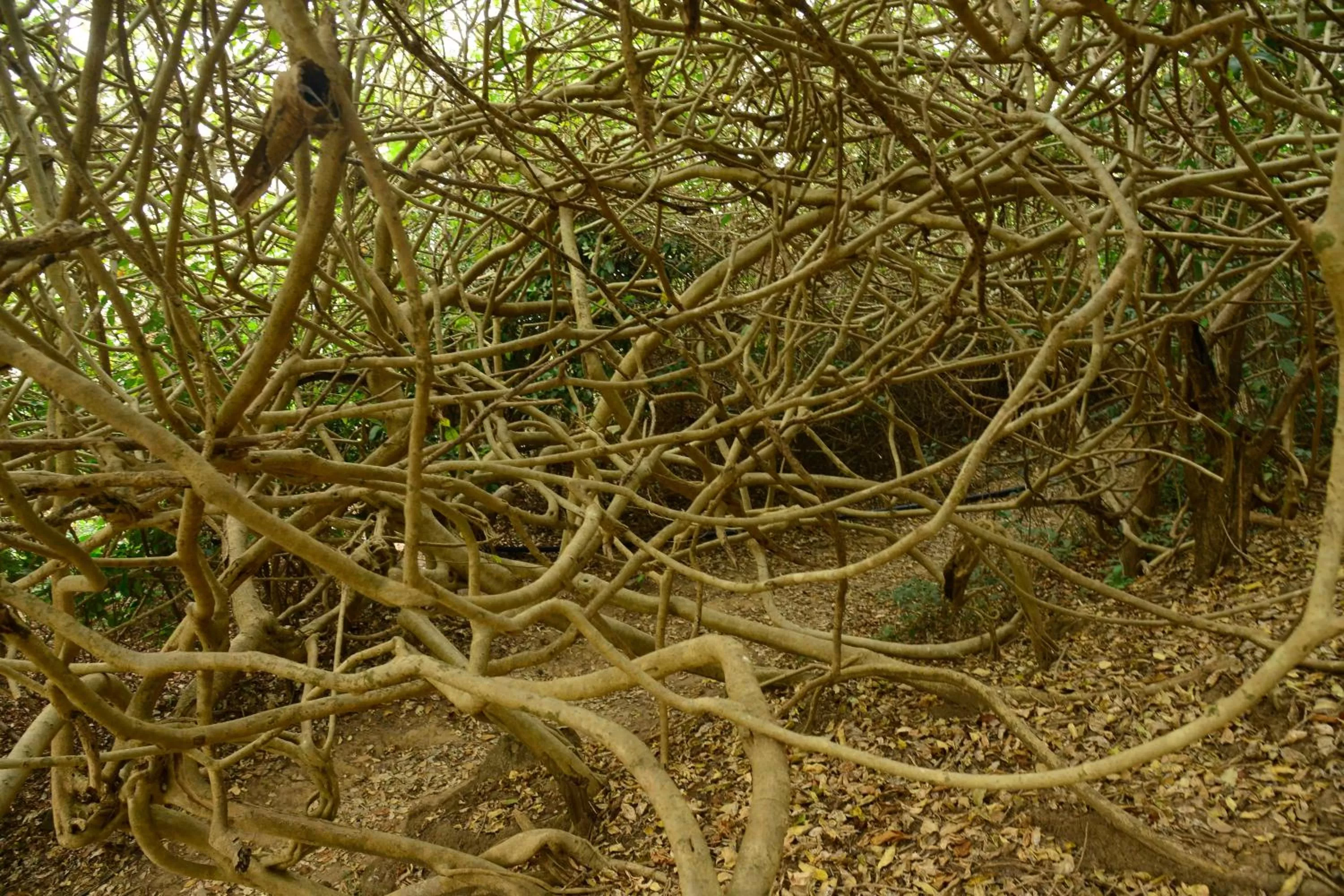 Neighbourhood in Cintacor Island Resort