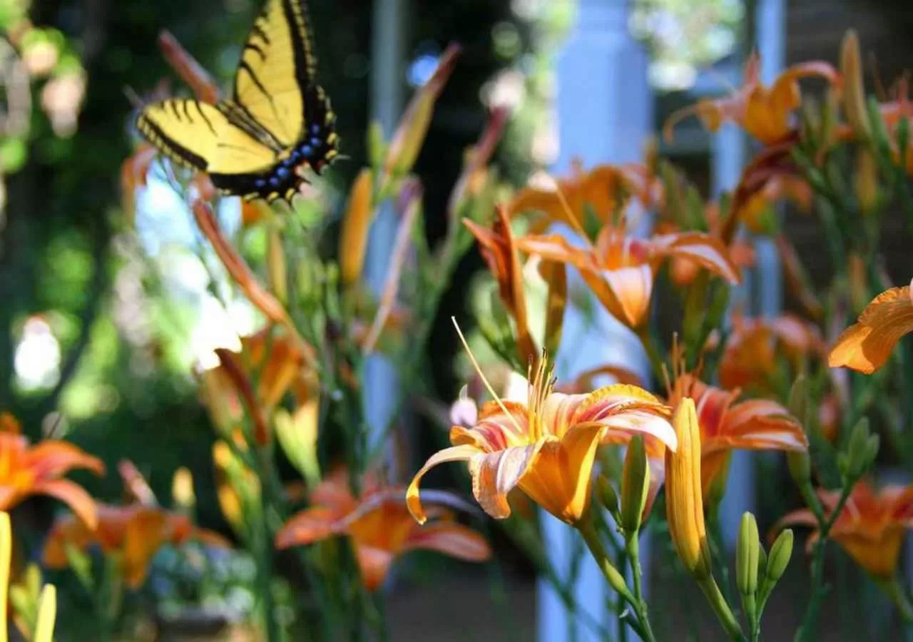 Garden in Sunflower Hill Inn