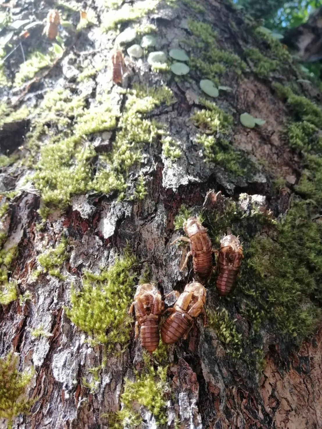 Animals in Yanmin Hot Spring Resort