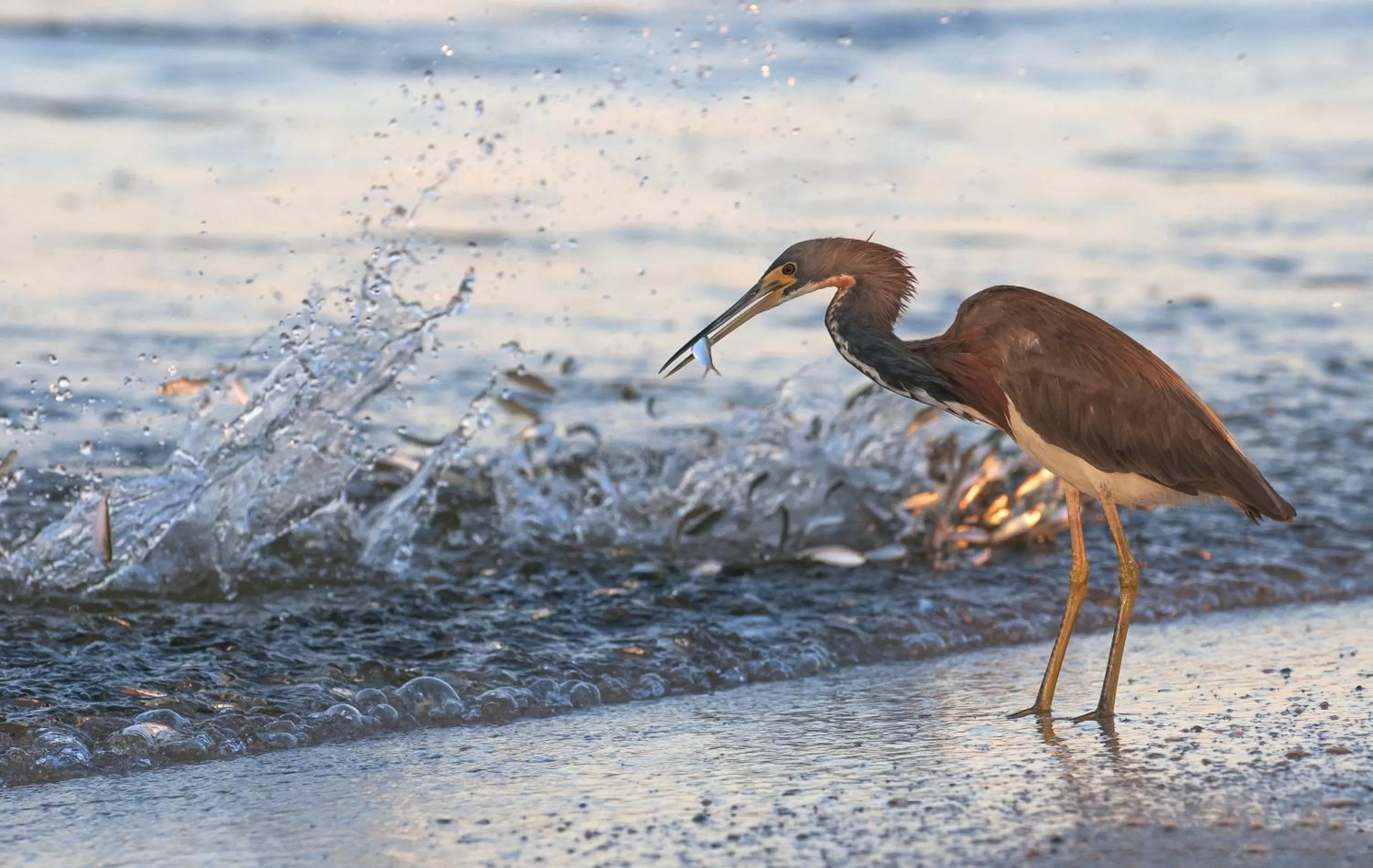 River view in Black Dolphin Inn