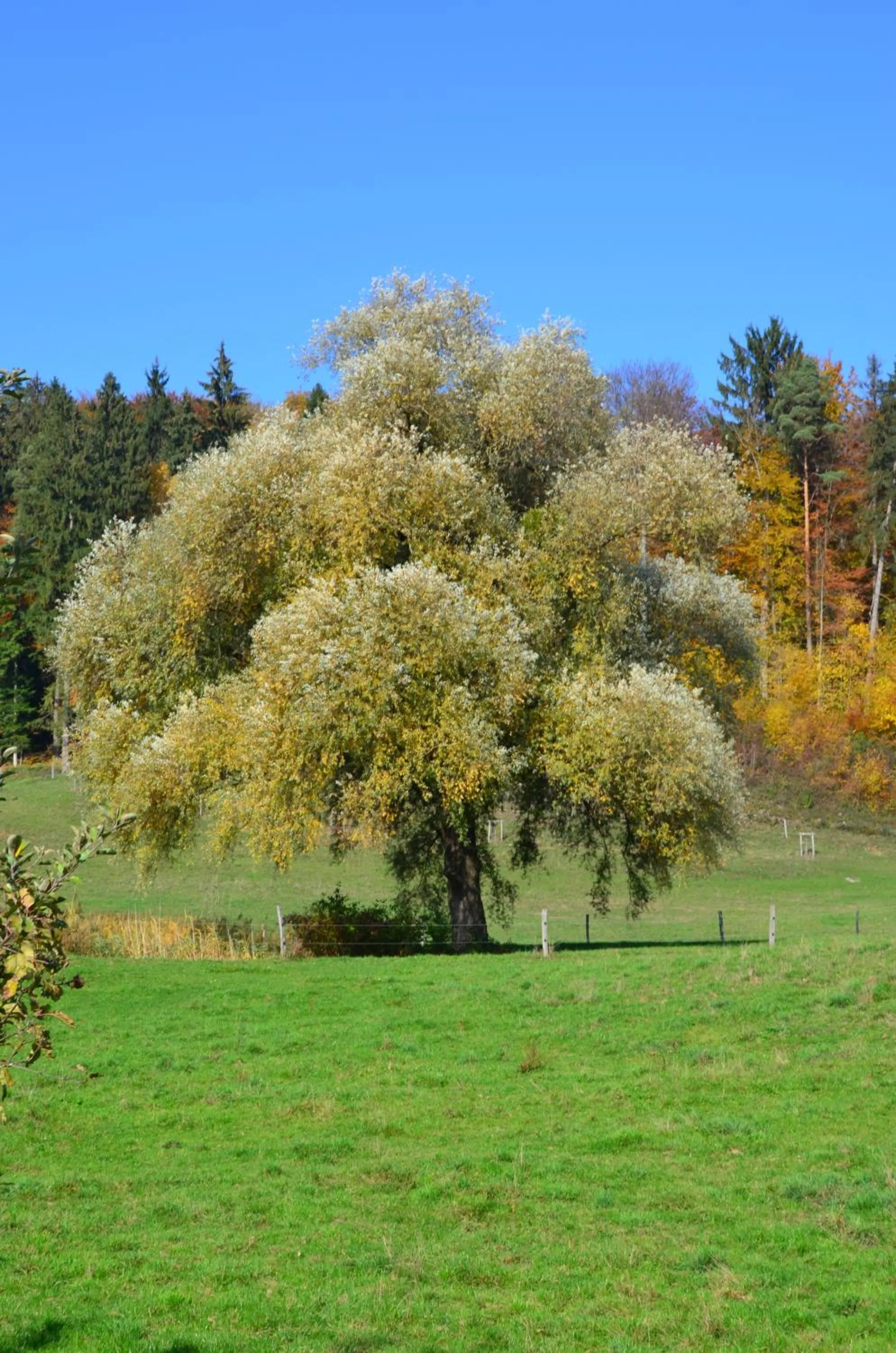 Day in Bad Schauenburg