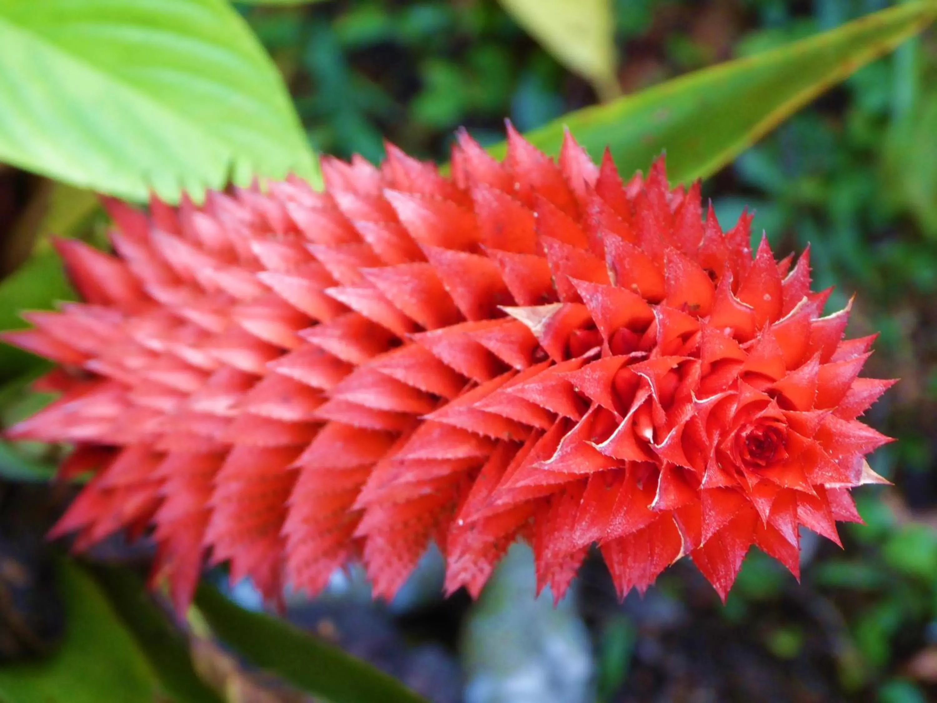 Garden in Finca El Cielo