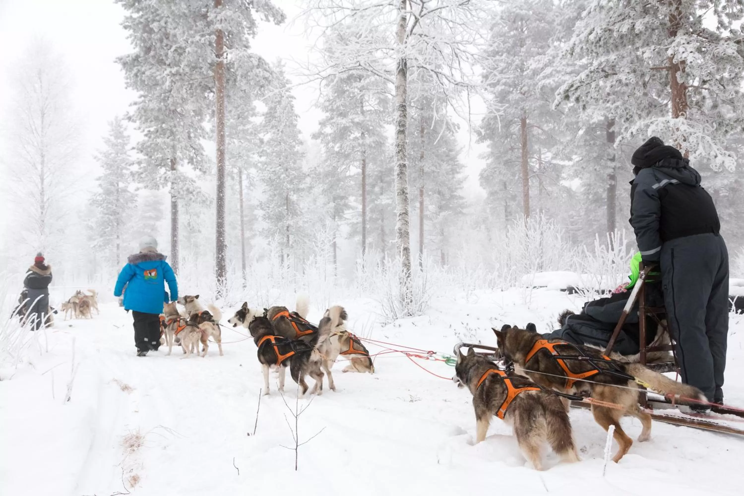 Activities in Ranua Resort Holiday Villas