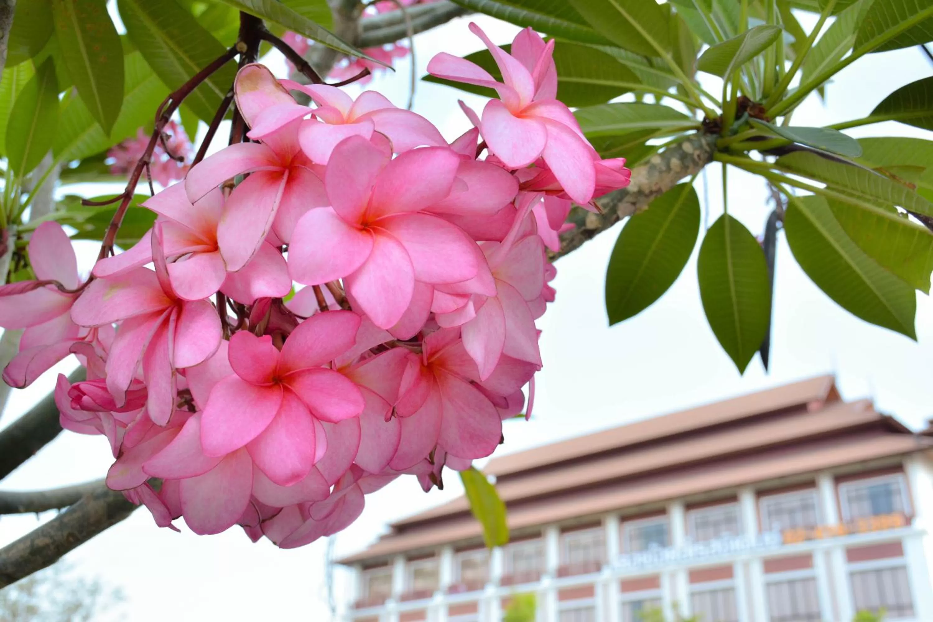 Natural landscape in The Choice Hotel - Adults Only