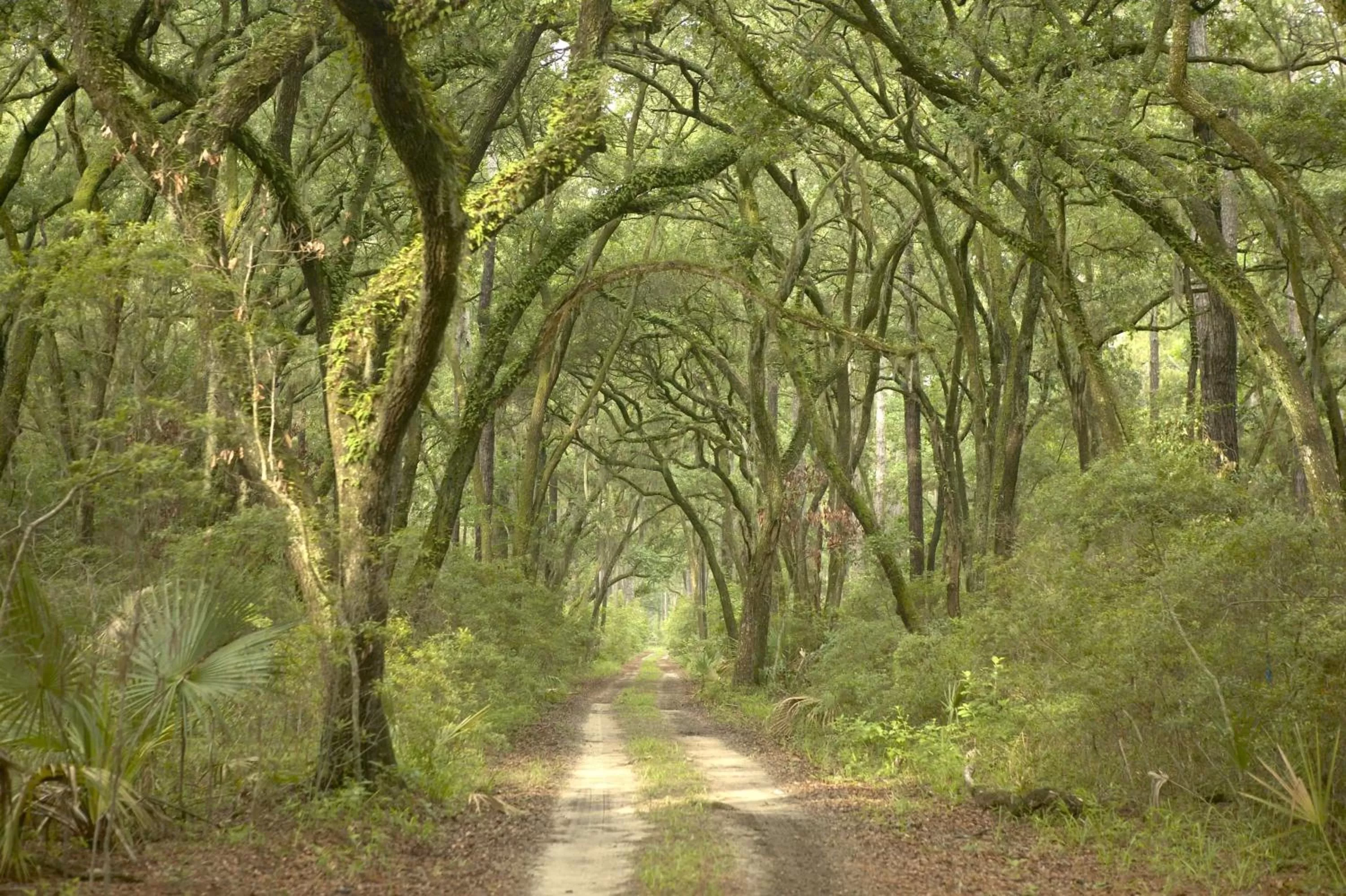 Natural landscape in Montage Palmetto Bluff