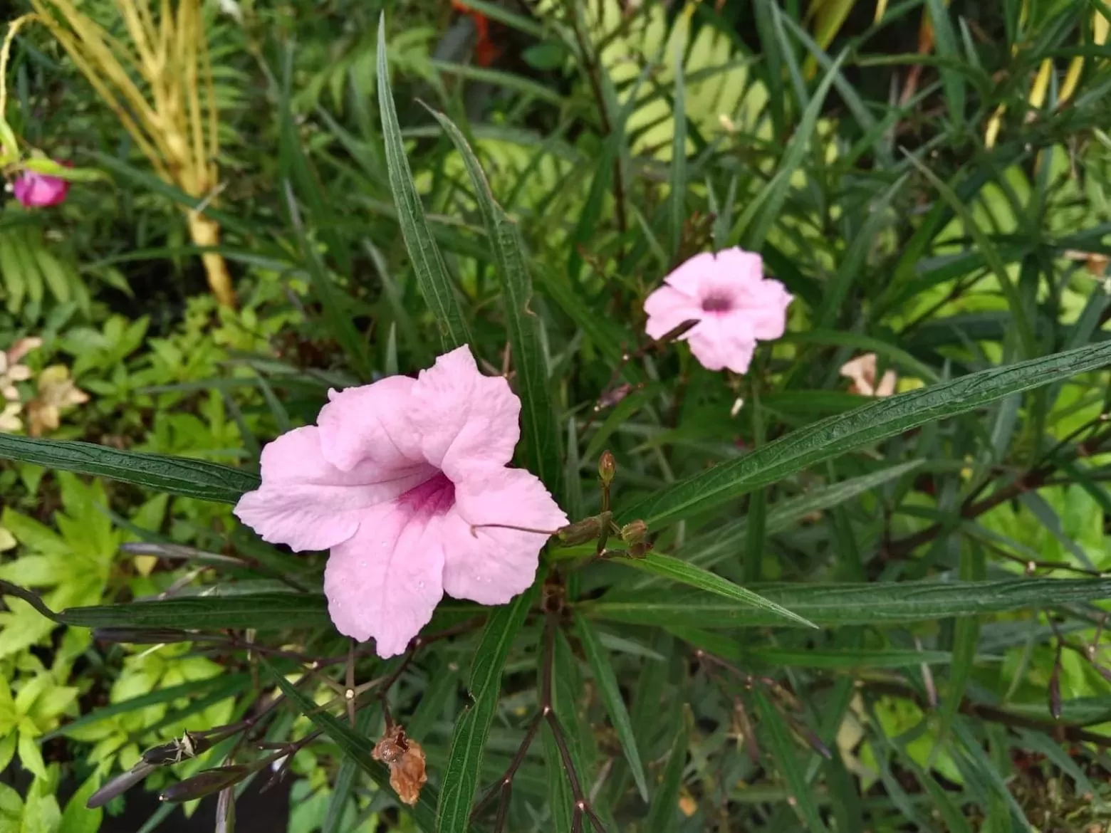 Tree Tops River Huts