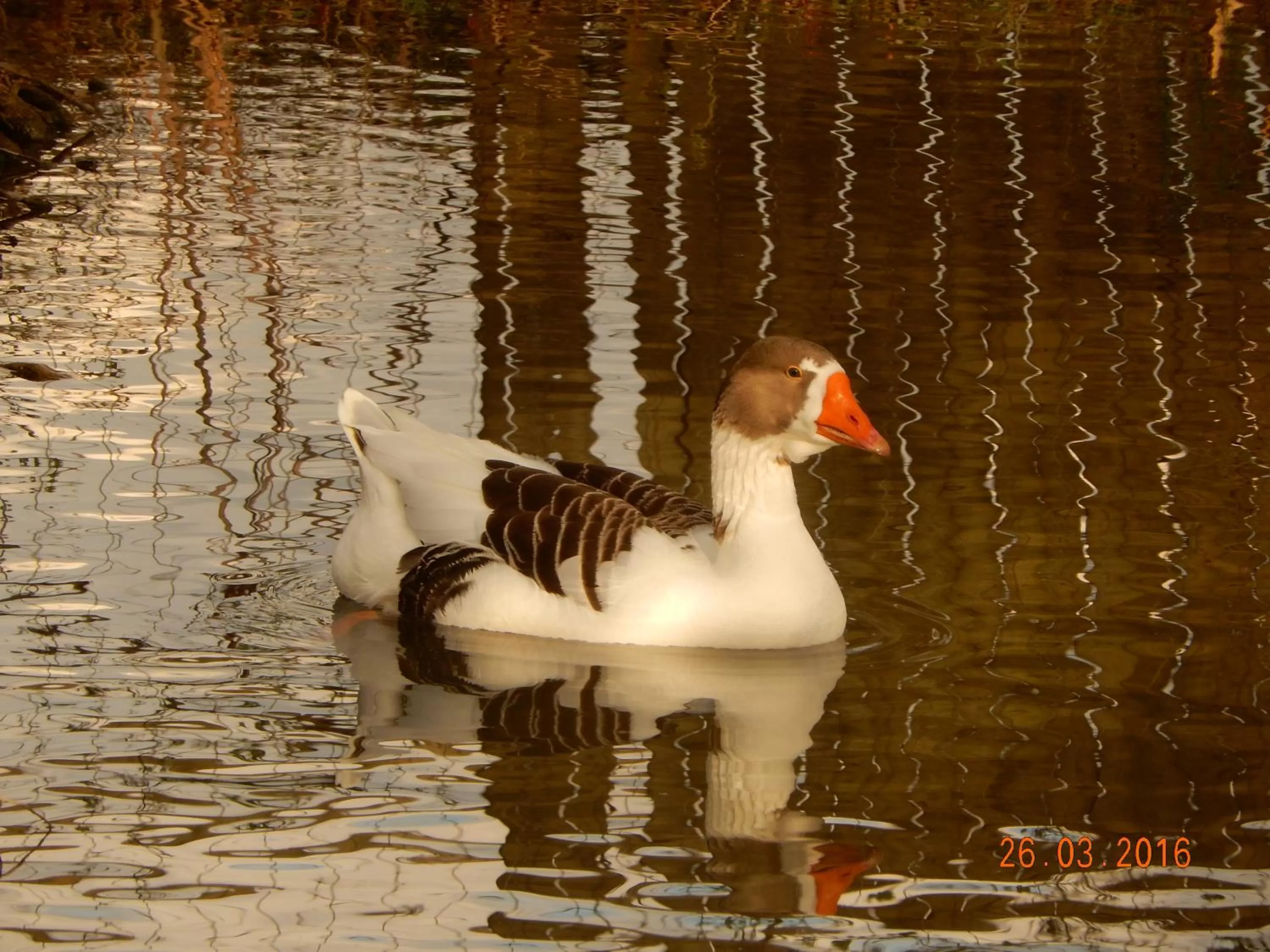 Animals in Hôtel Eco Logis Espace Bellevue