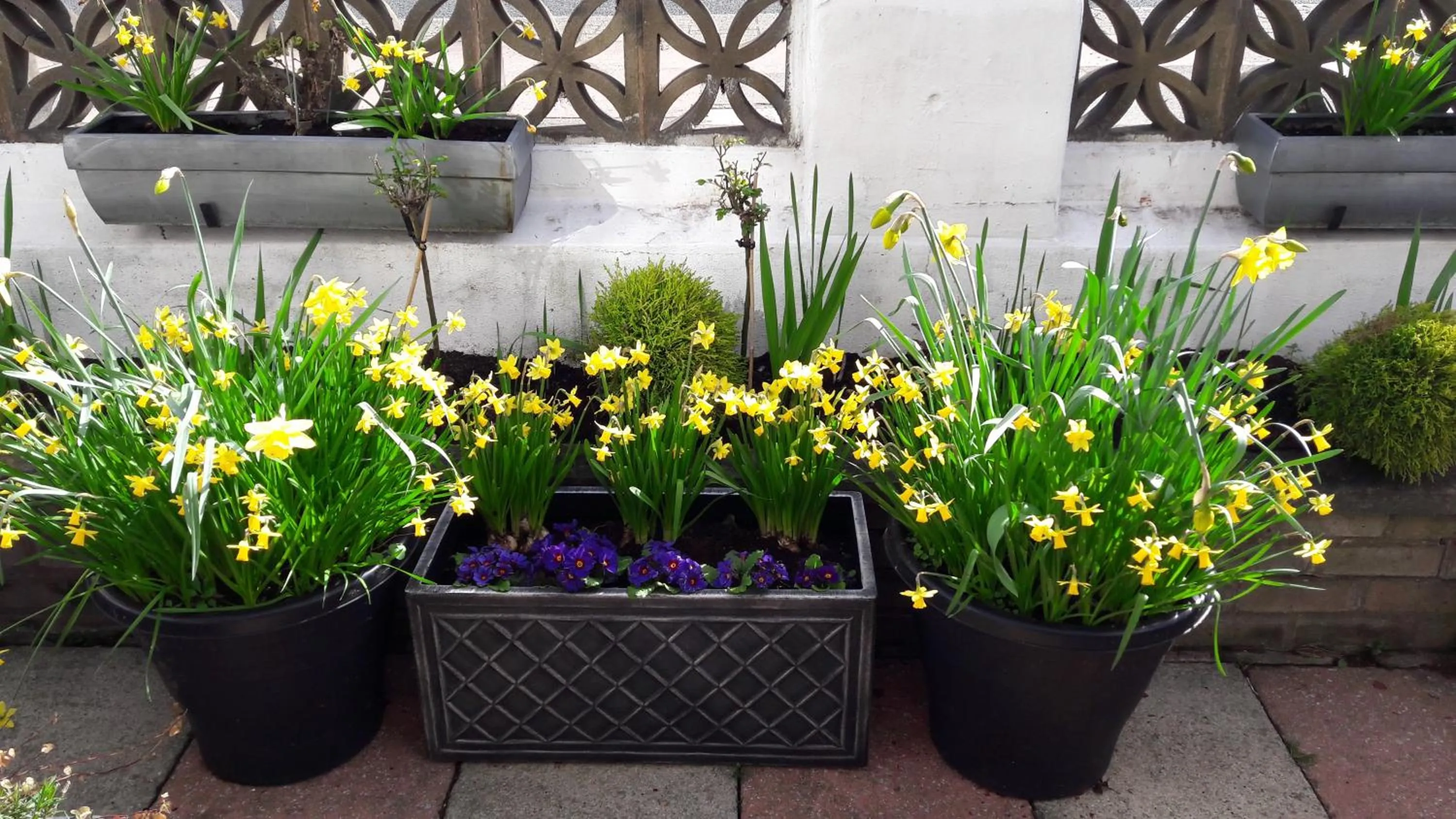 Garden in Ebor Lodge