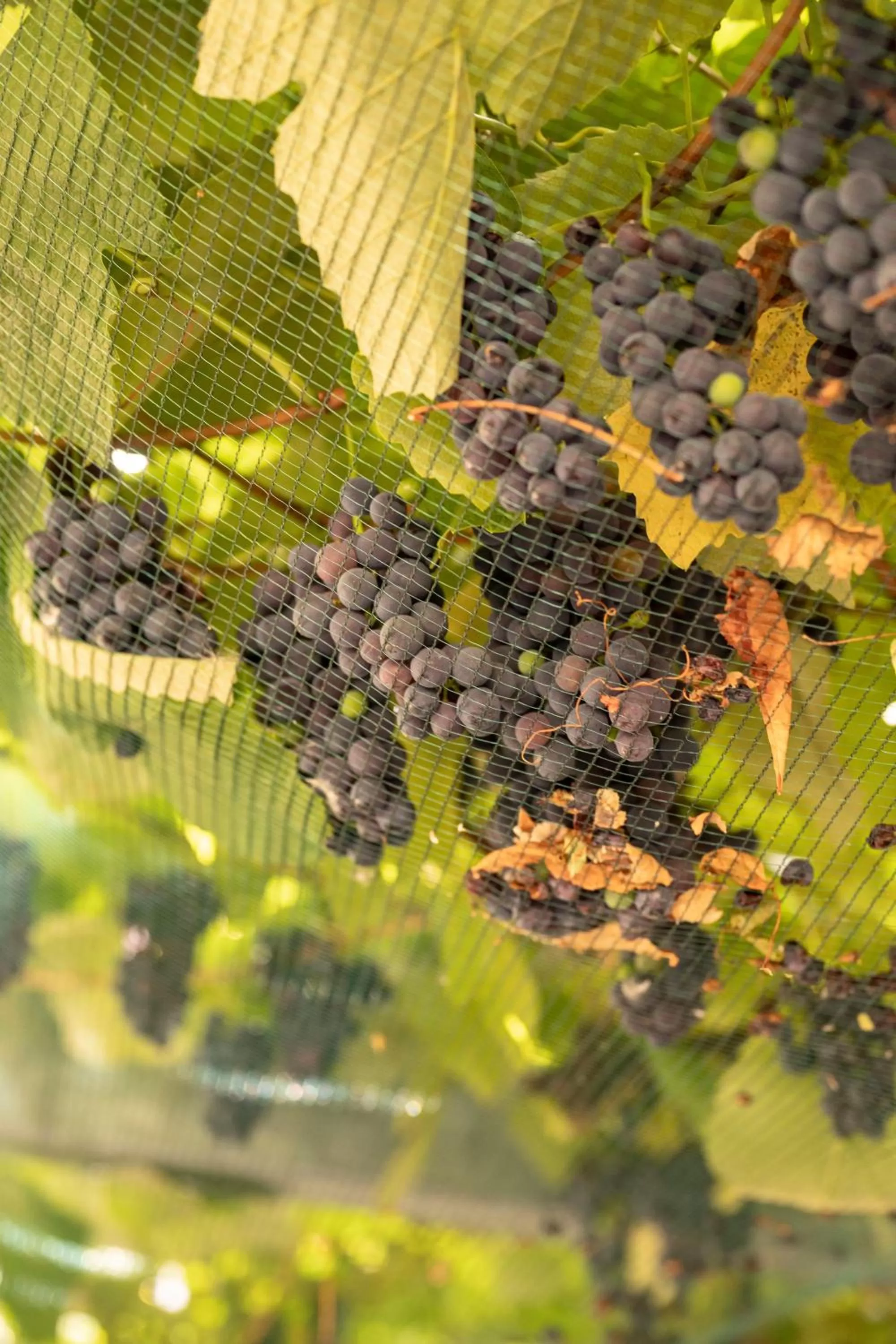 Garden view in Hotel-Restaurant Eyholz