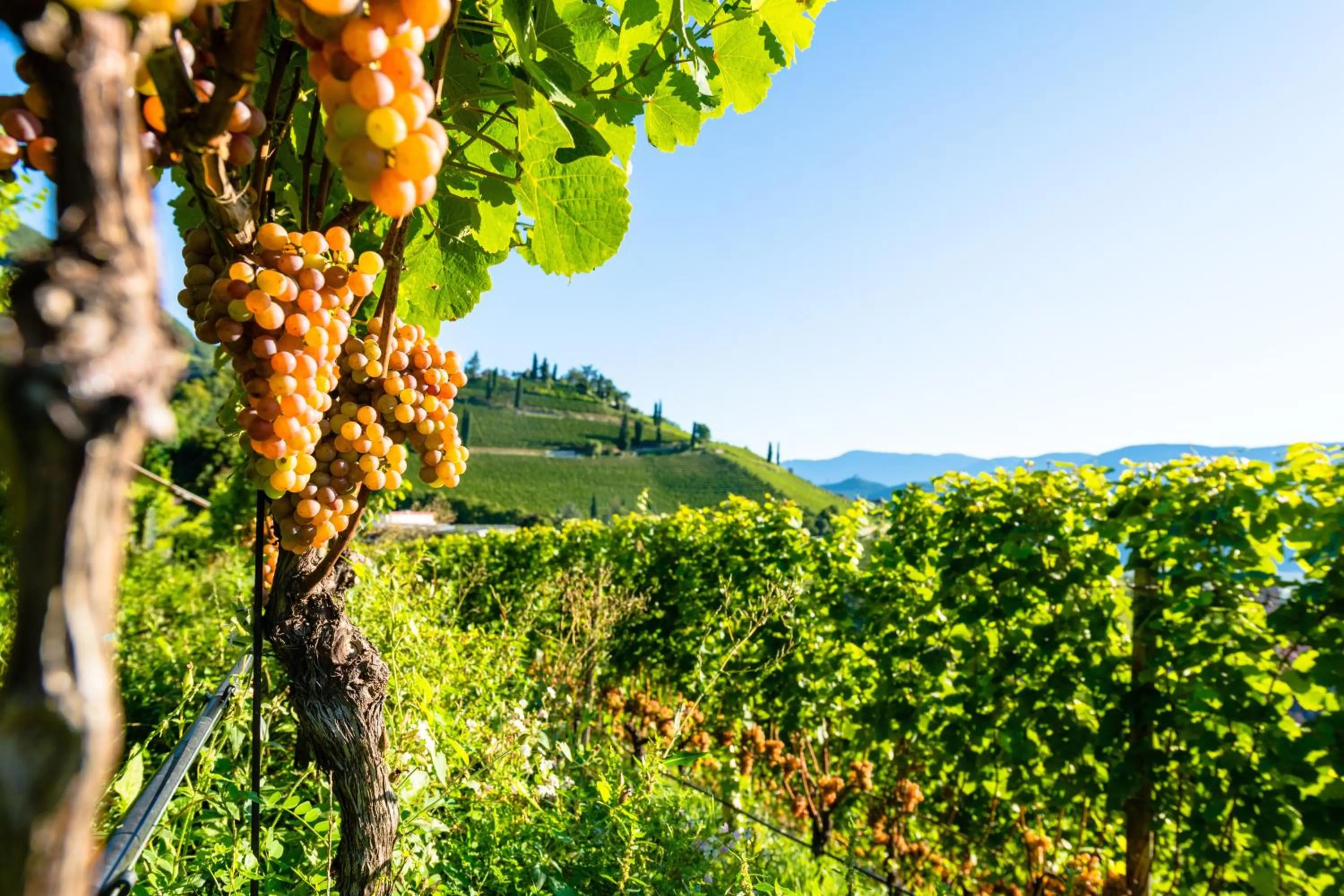 Natural landscape in Hotel Plattenhof
