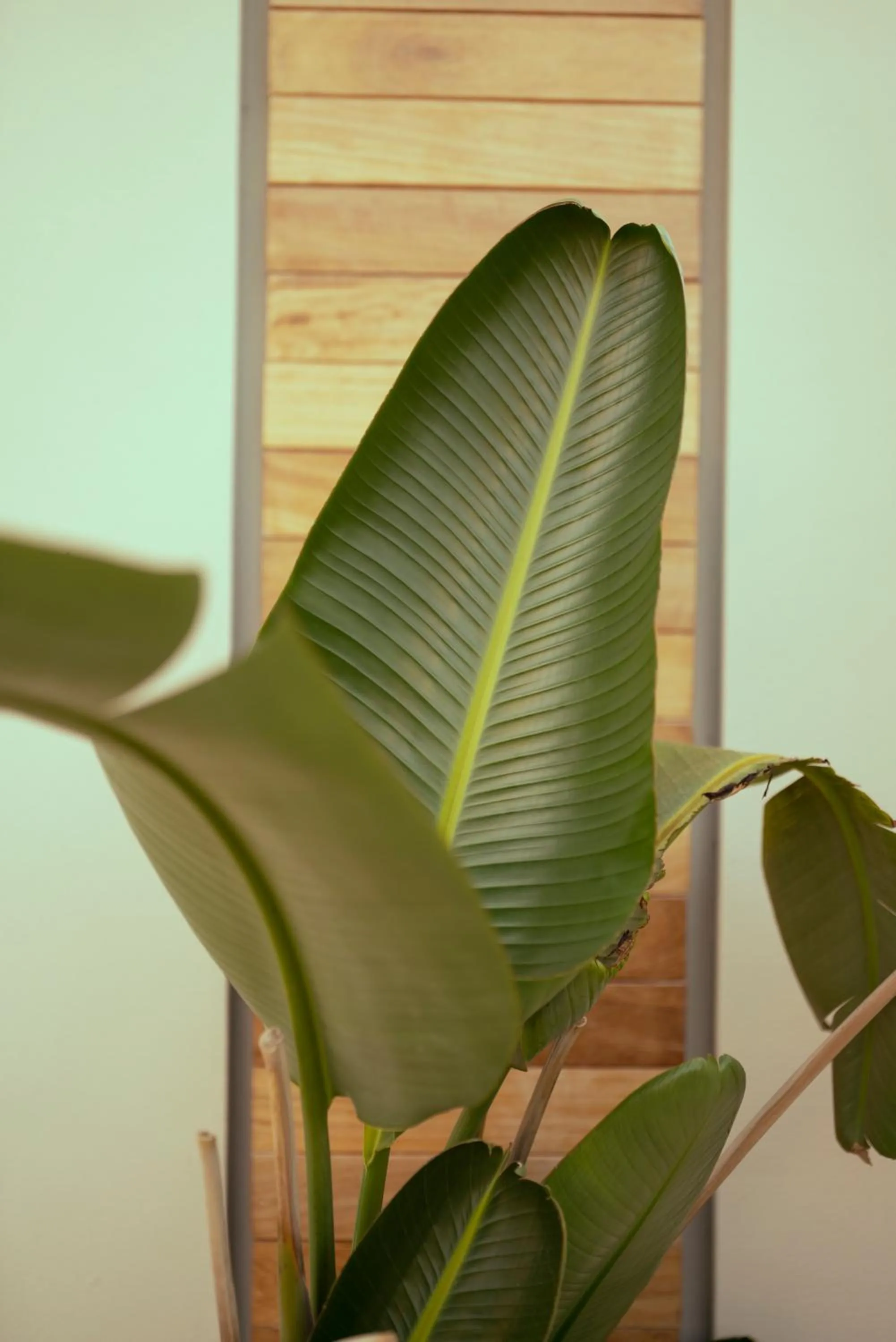 Restaurant/places to eat in Anthemion Suites and Villas