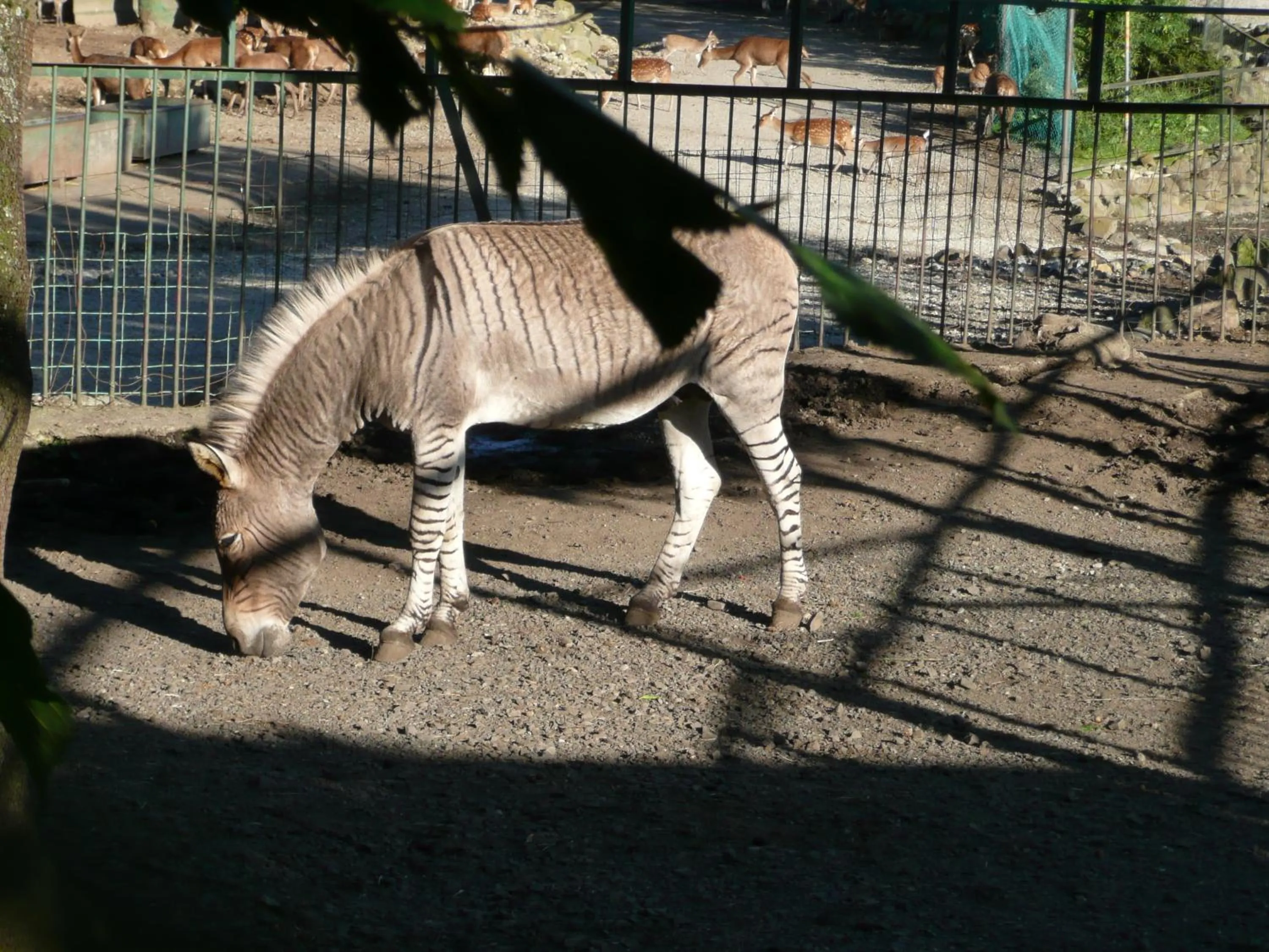 View (from property/room) in Scotch Court