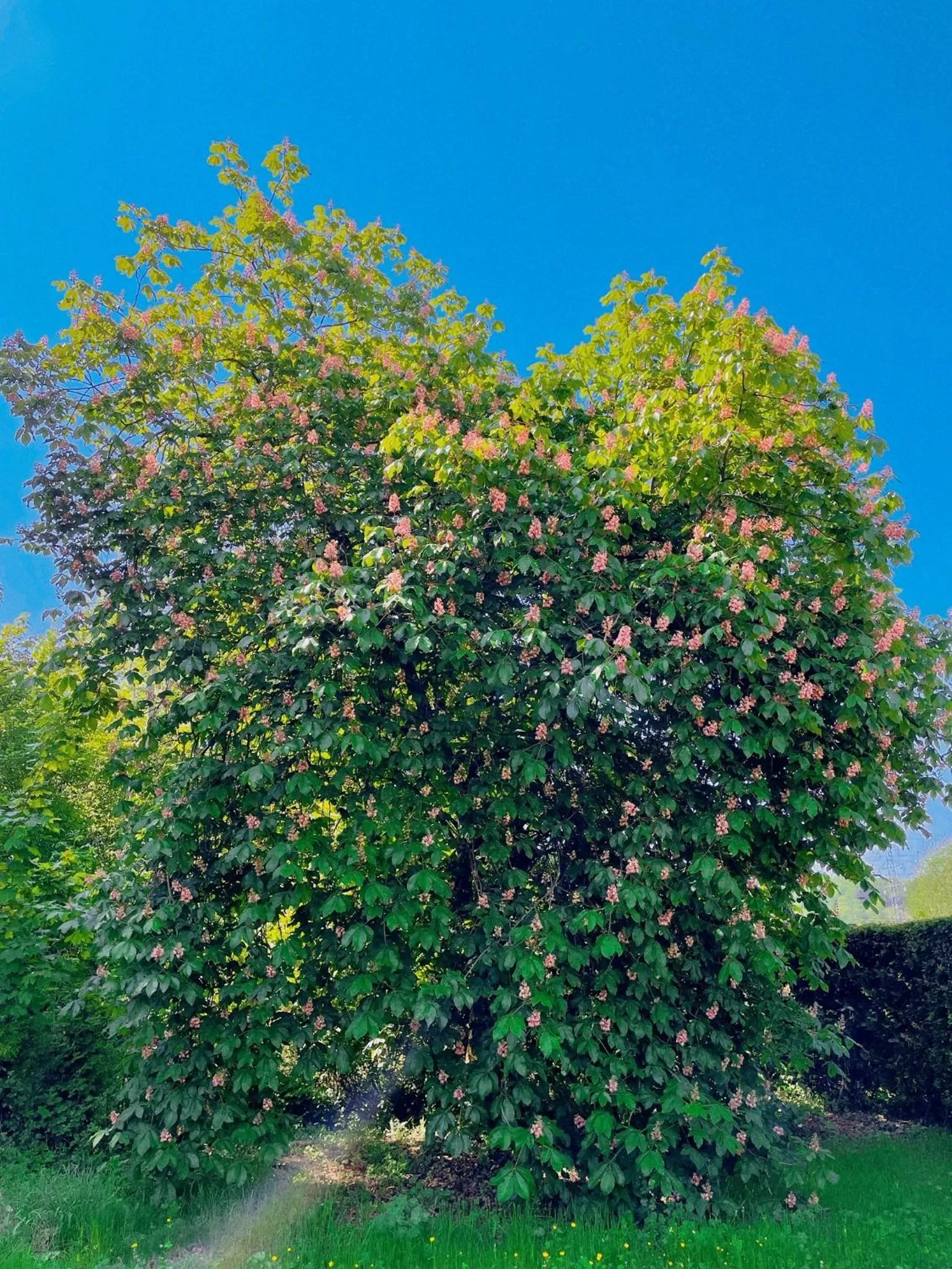 Natural landscape in Hotel Le Ronchamp