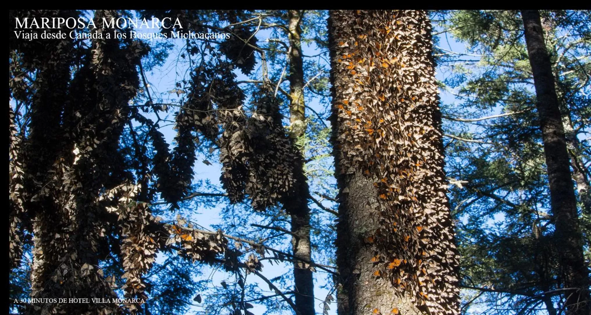 Activities in Hotel Villa Monarca Inn
