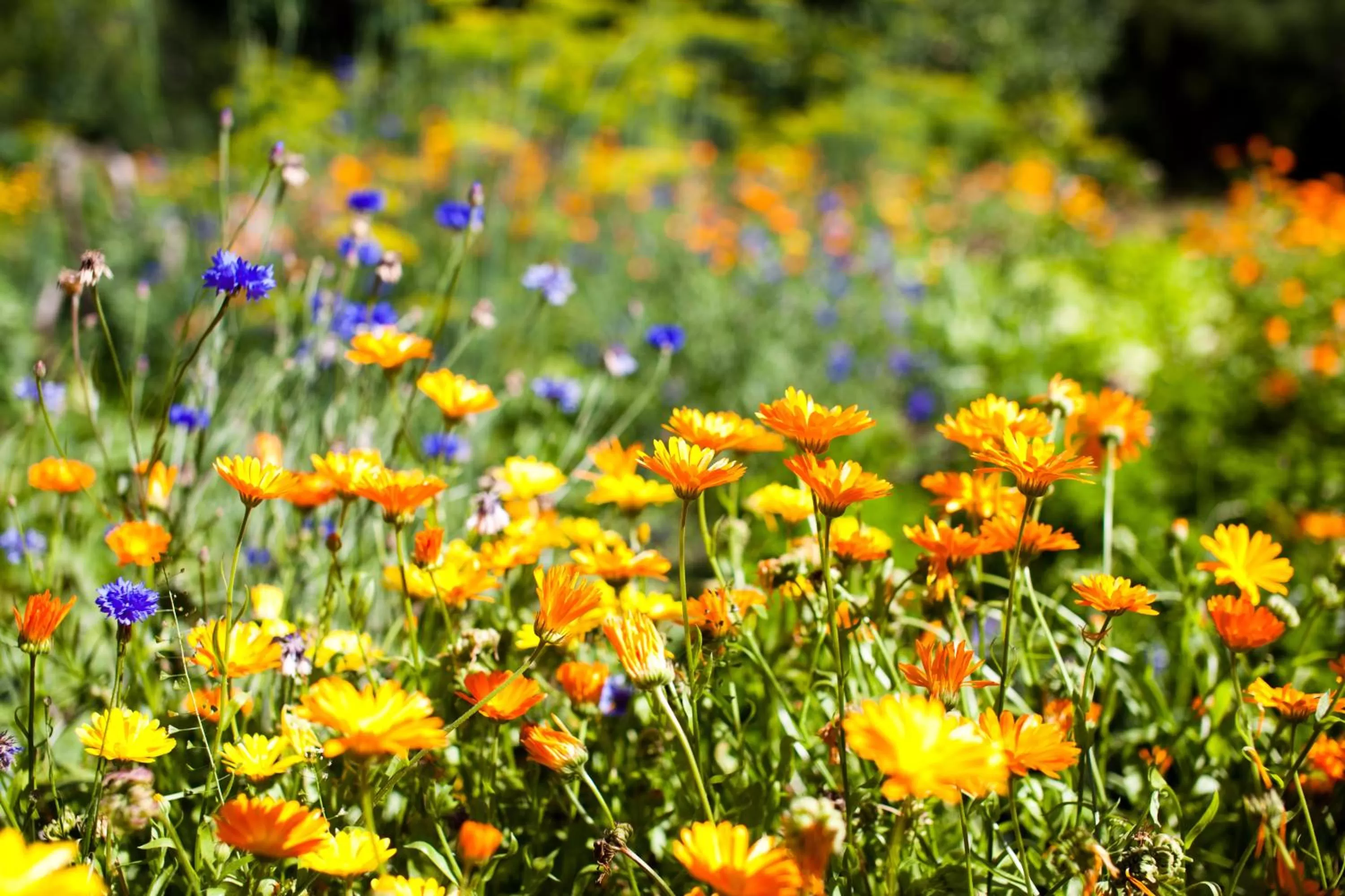 Garden in Resort Naaranlahti