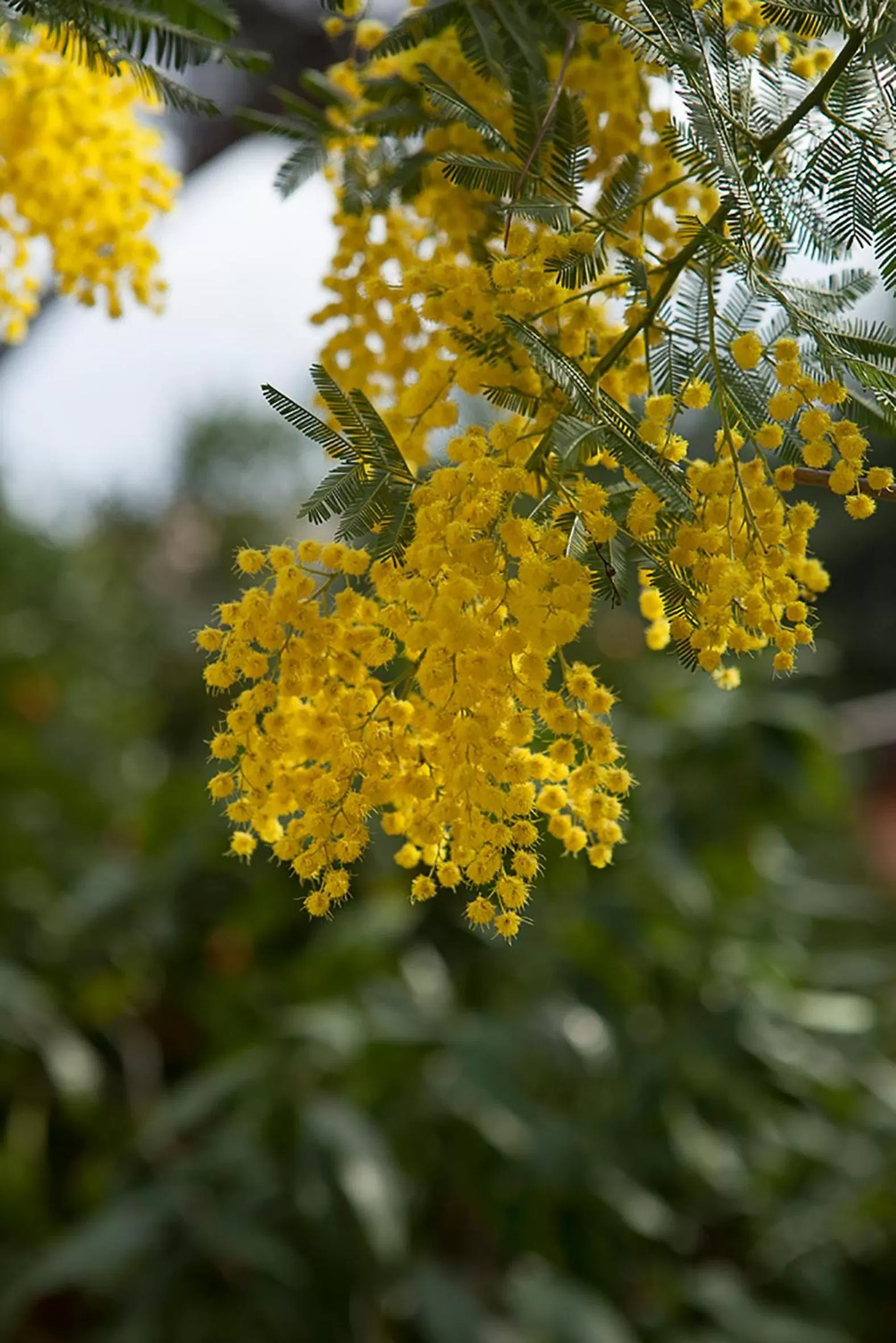 Spring in Hotel Villa Il Castagno