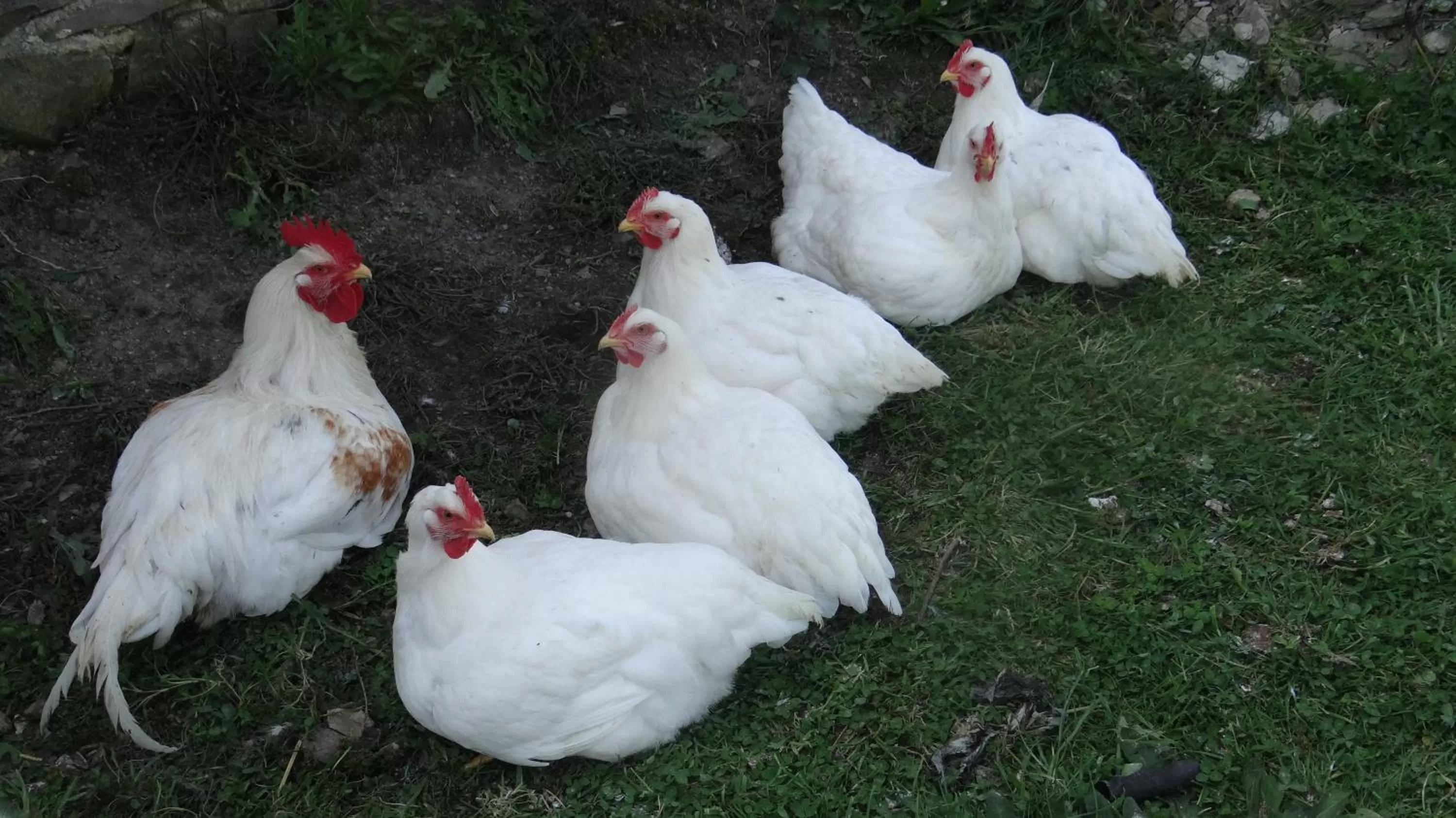 Animals in La Petite Houssaye