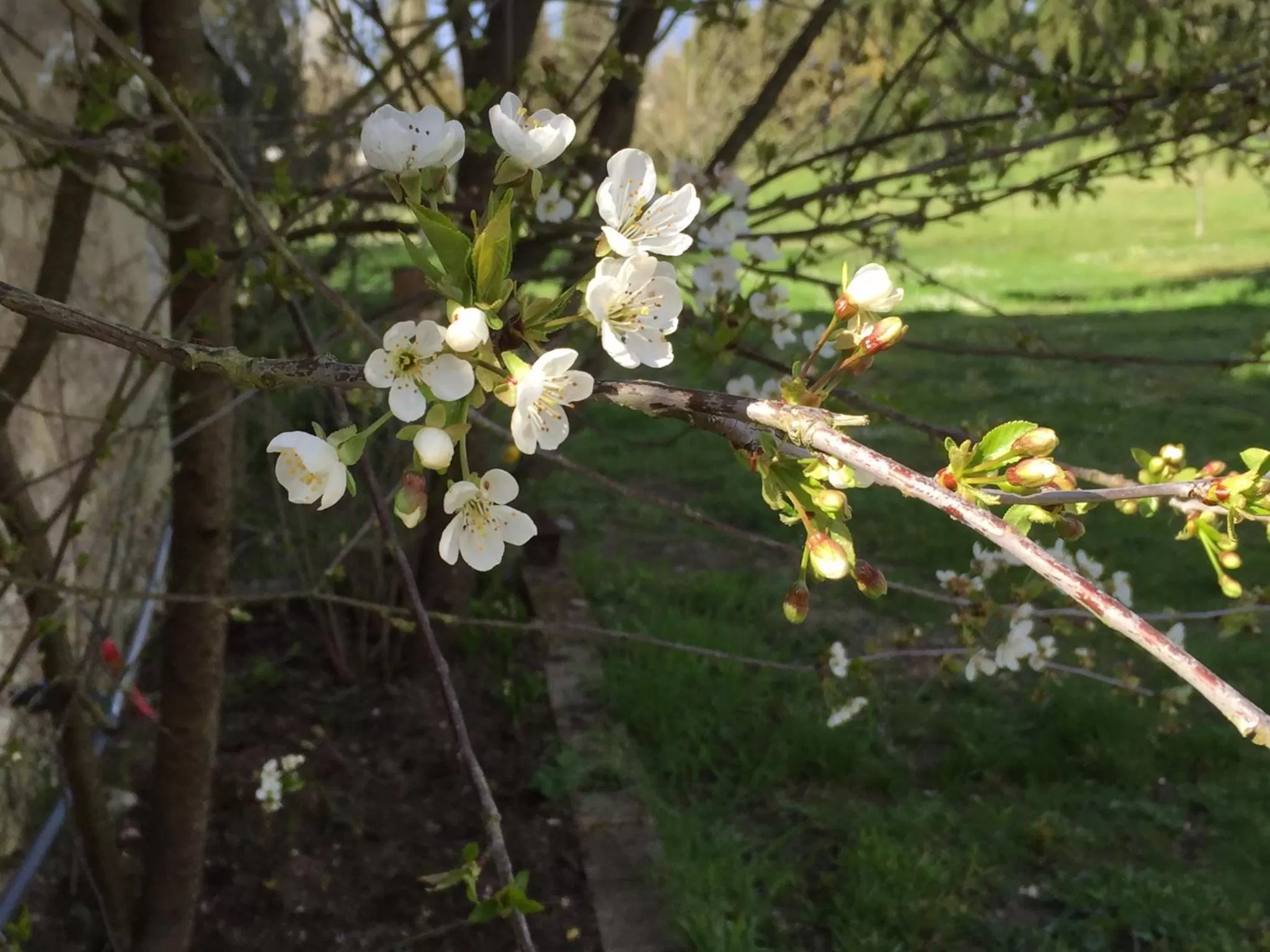 Spring in Les Colonnes De Chanteloup