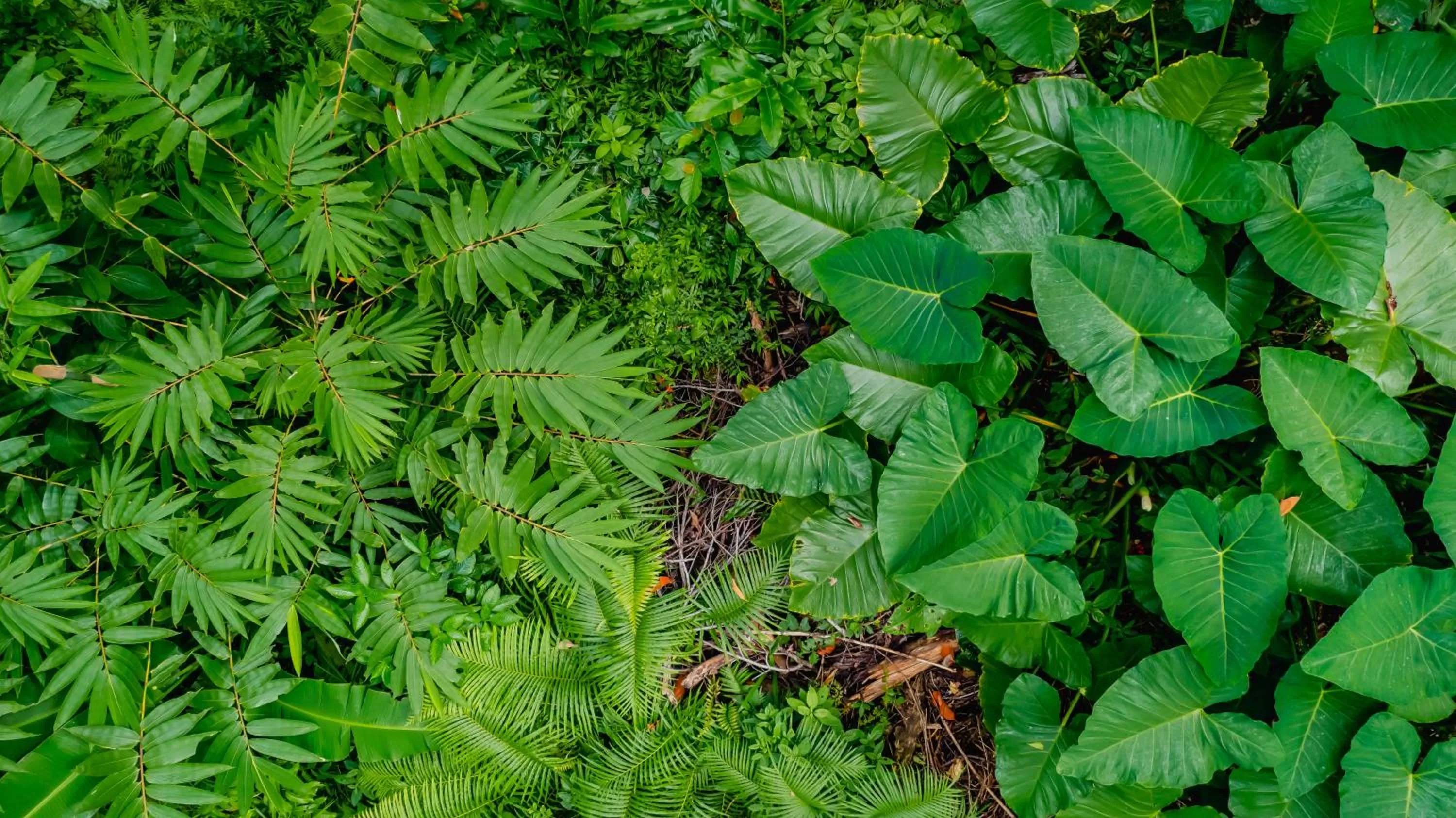 Natural landscape in Atremaru Jungle Retreat